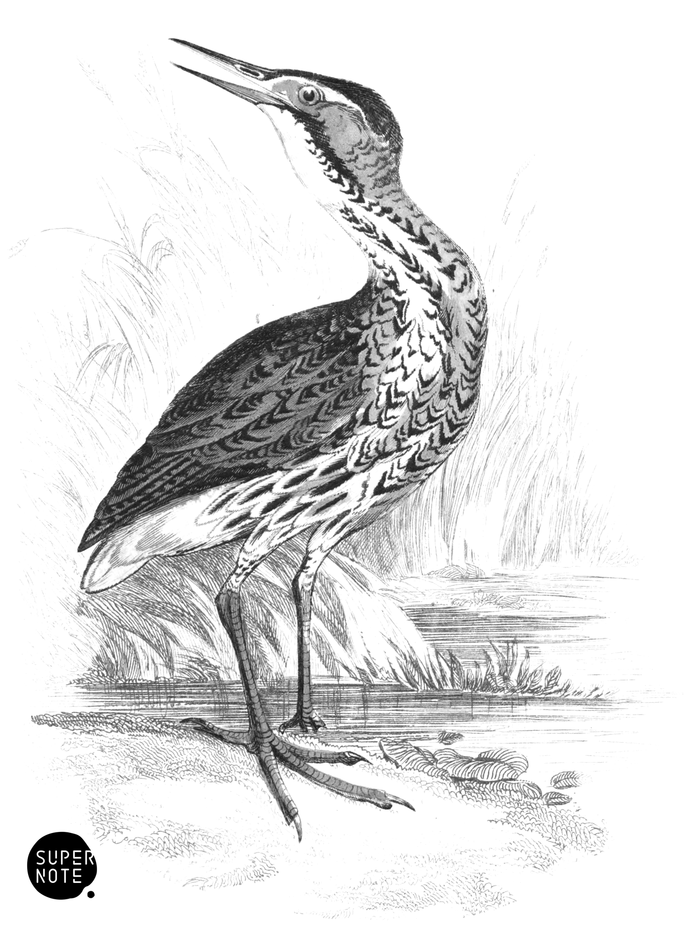 Common Bittern (vol-34 plate-5).png