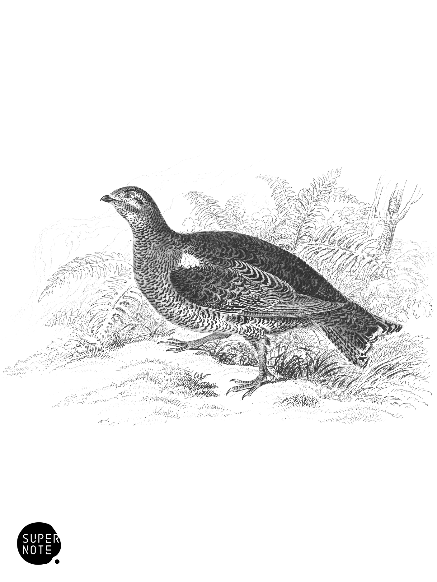 Common Black Grouse (Female) (vol-06 plate-22).png