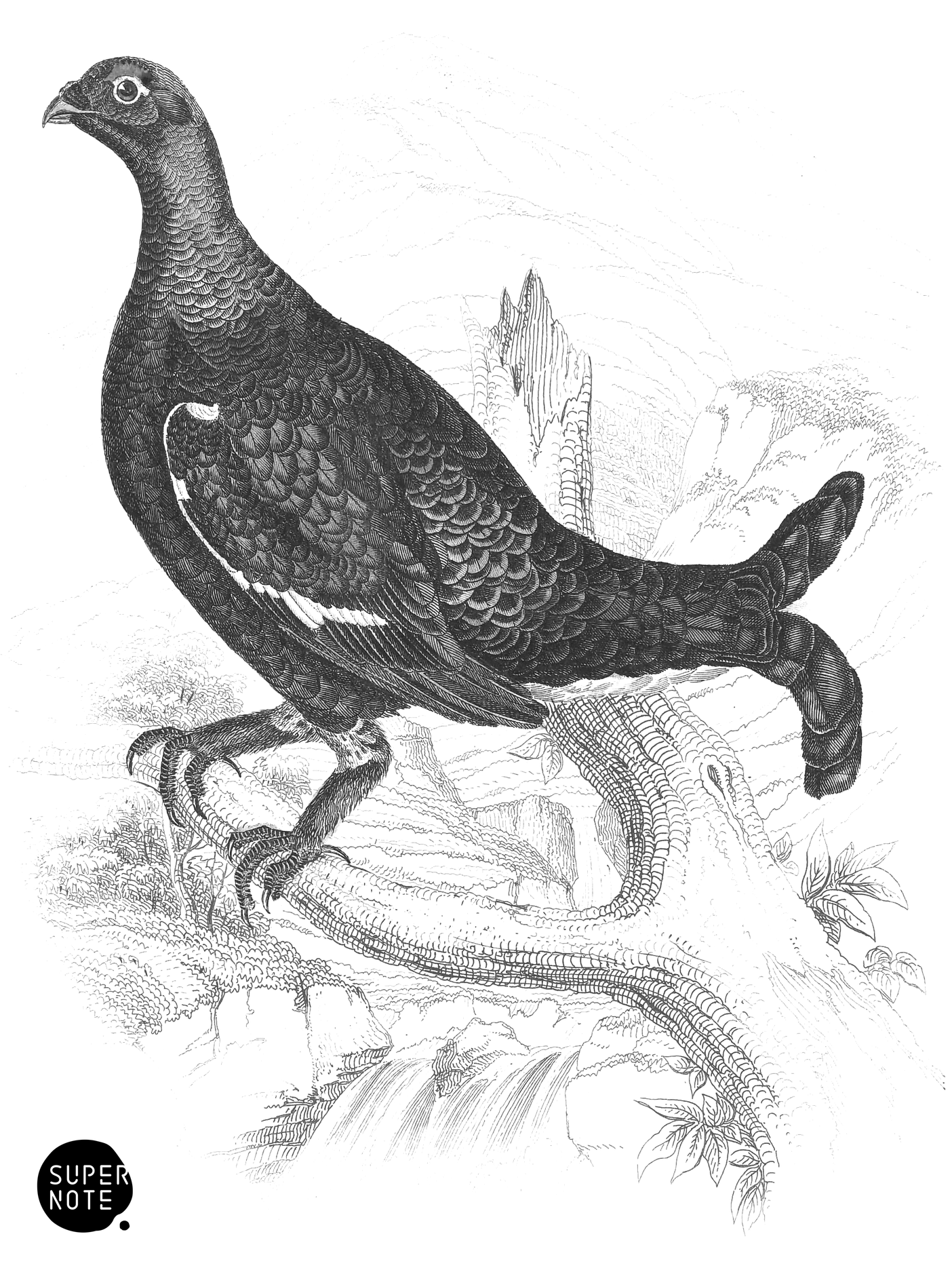 Common Black Grouse (Male) (vol-06 plate-21).png
