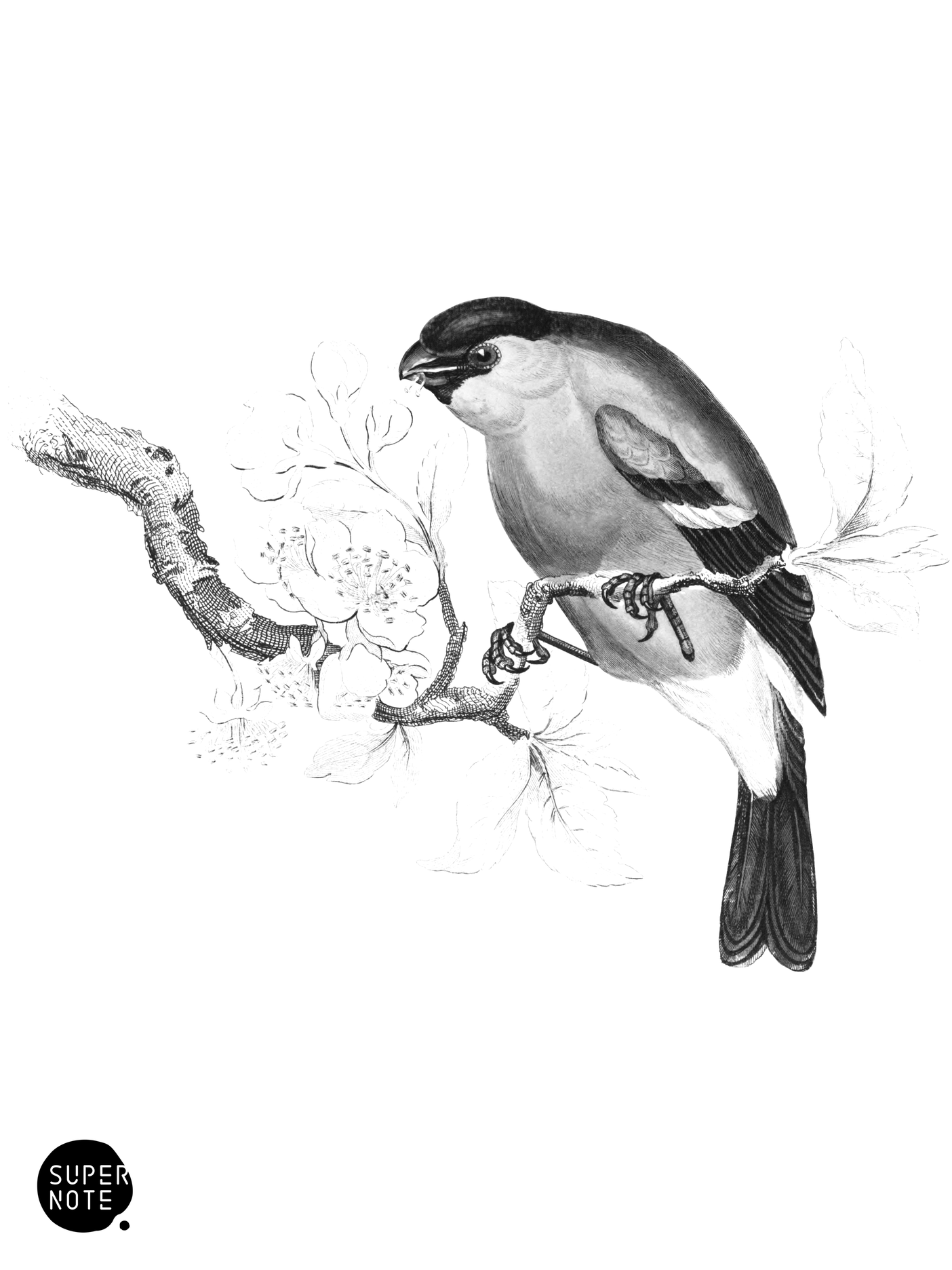 Common Bullfinch (vol-24 plate-19).png