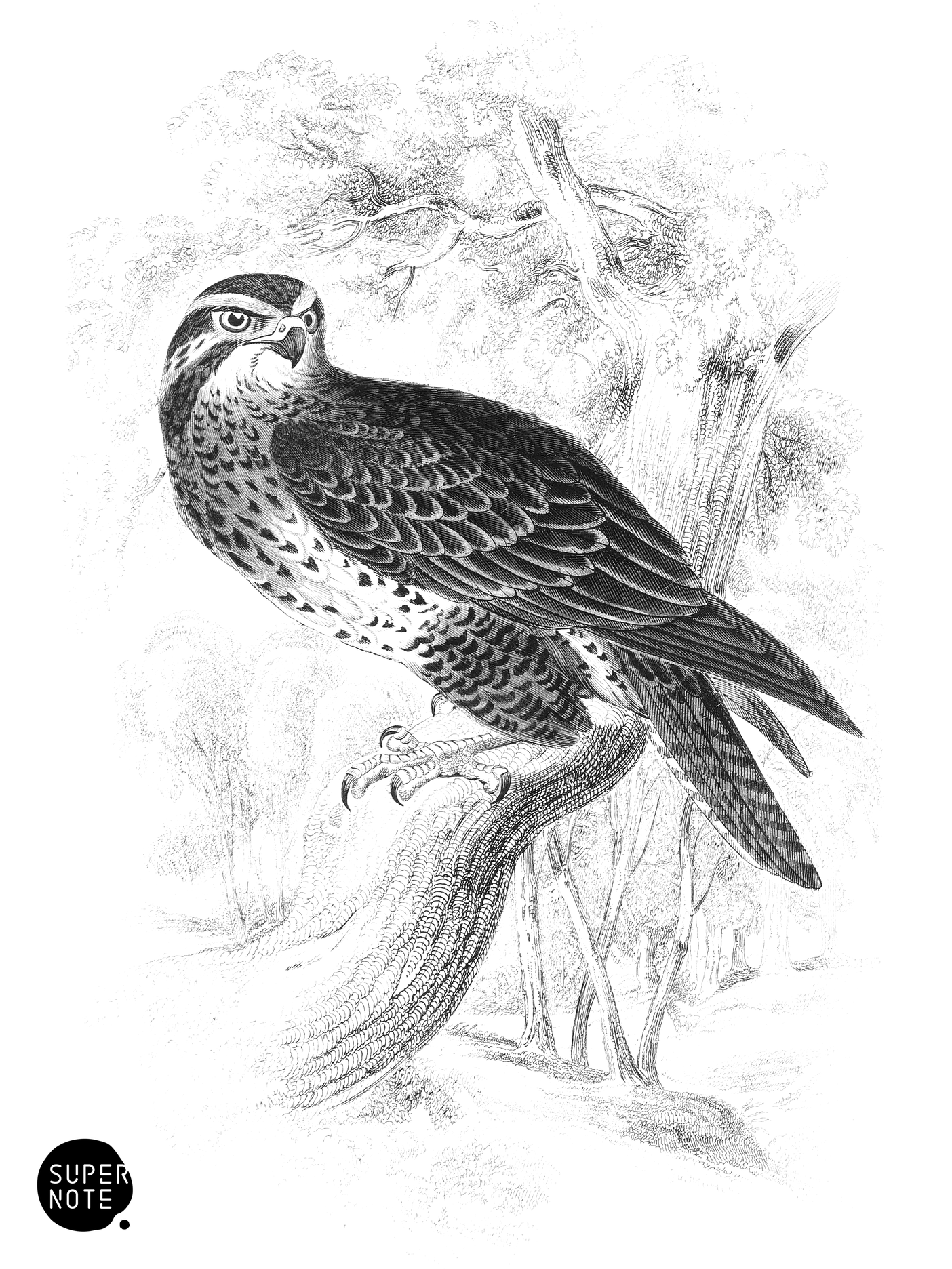 Common Buzzard (vol-20 plate-18).png
