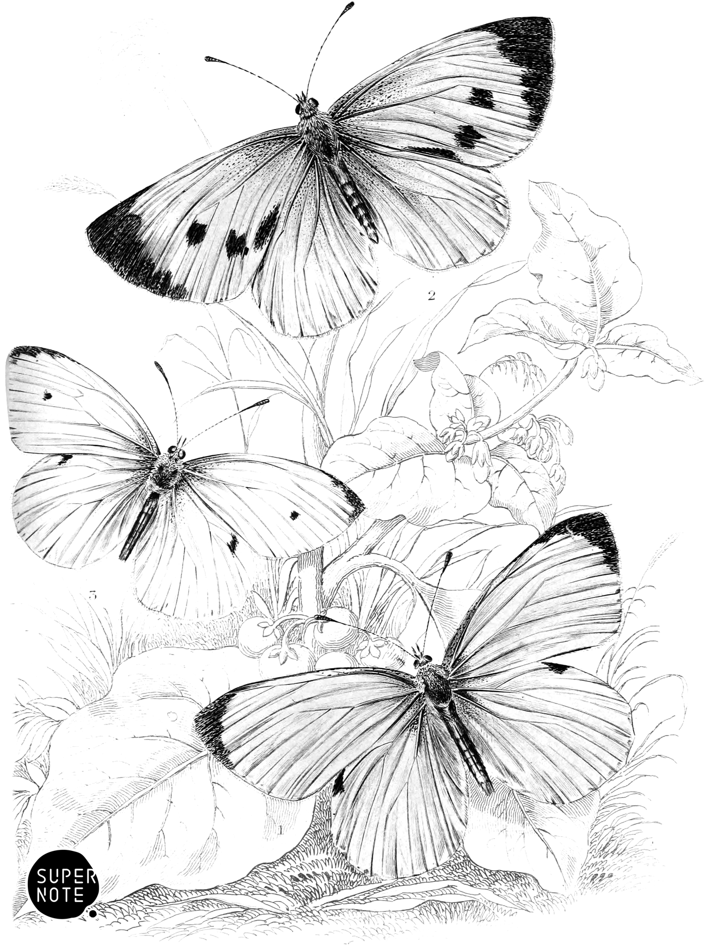 Common Cabbage & Small White Butterflies (vol-10 plate-7).png
