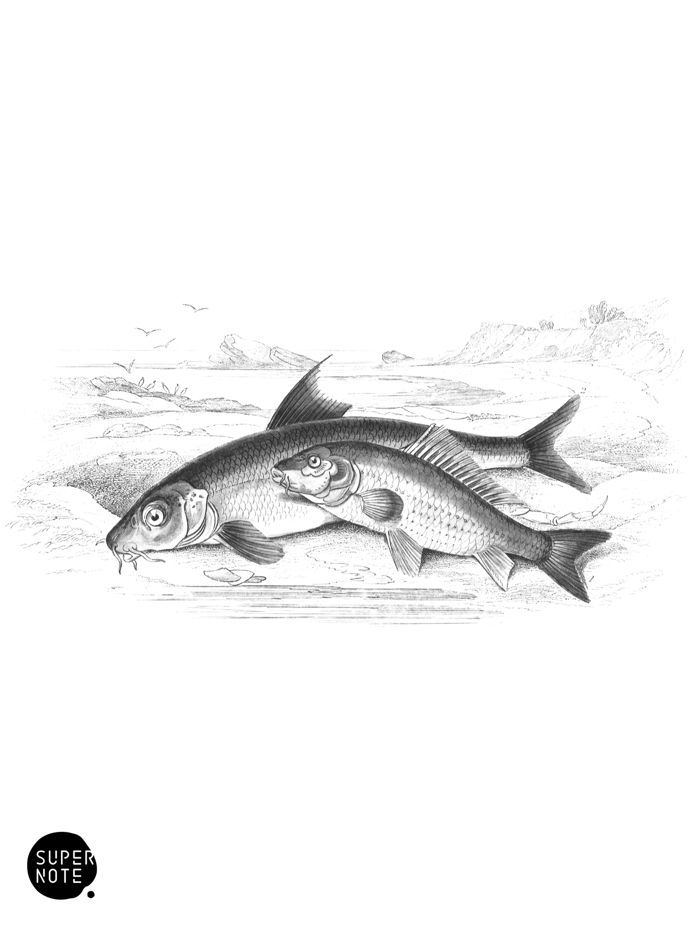 Common Carp & Barbel, or Bearded Fish (vol-37 plate-24).png