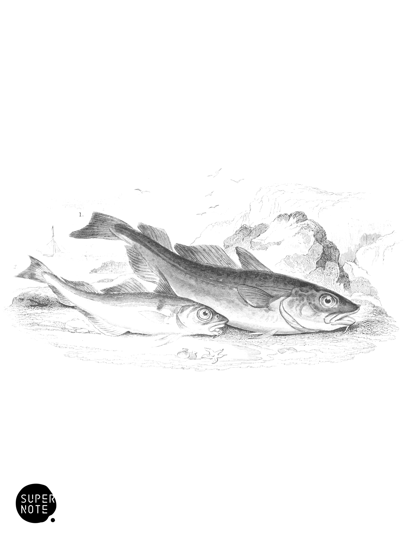 Common Cod & Haddock (vol-39 plate-5).png