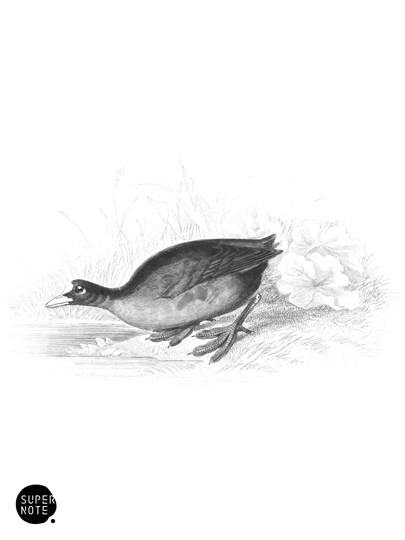 Common Coot (vol-34 plate-33).png