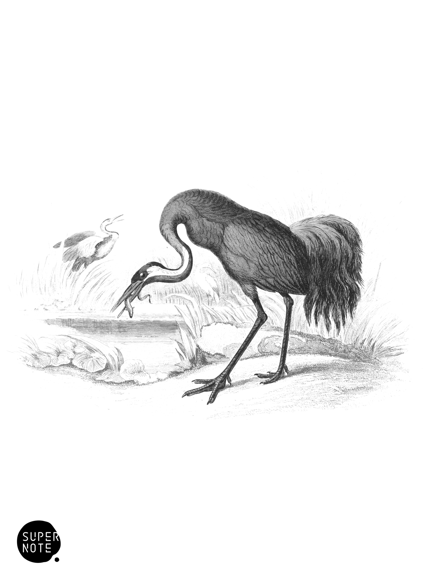 Common Crane (vol-34 plate-9).png