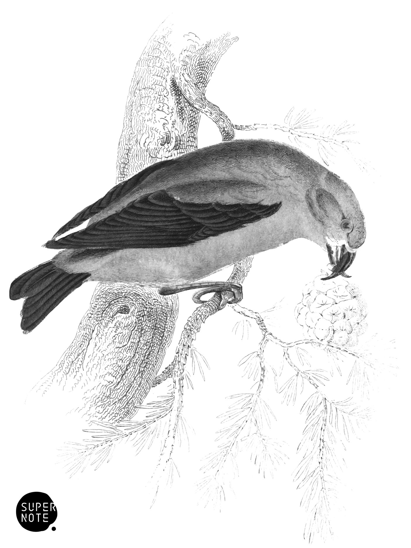 Common Crossbill (vol-24 plate-20).png