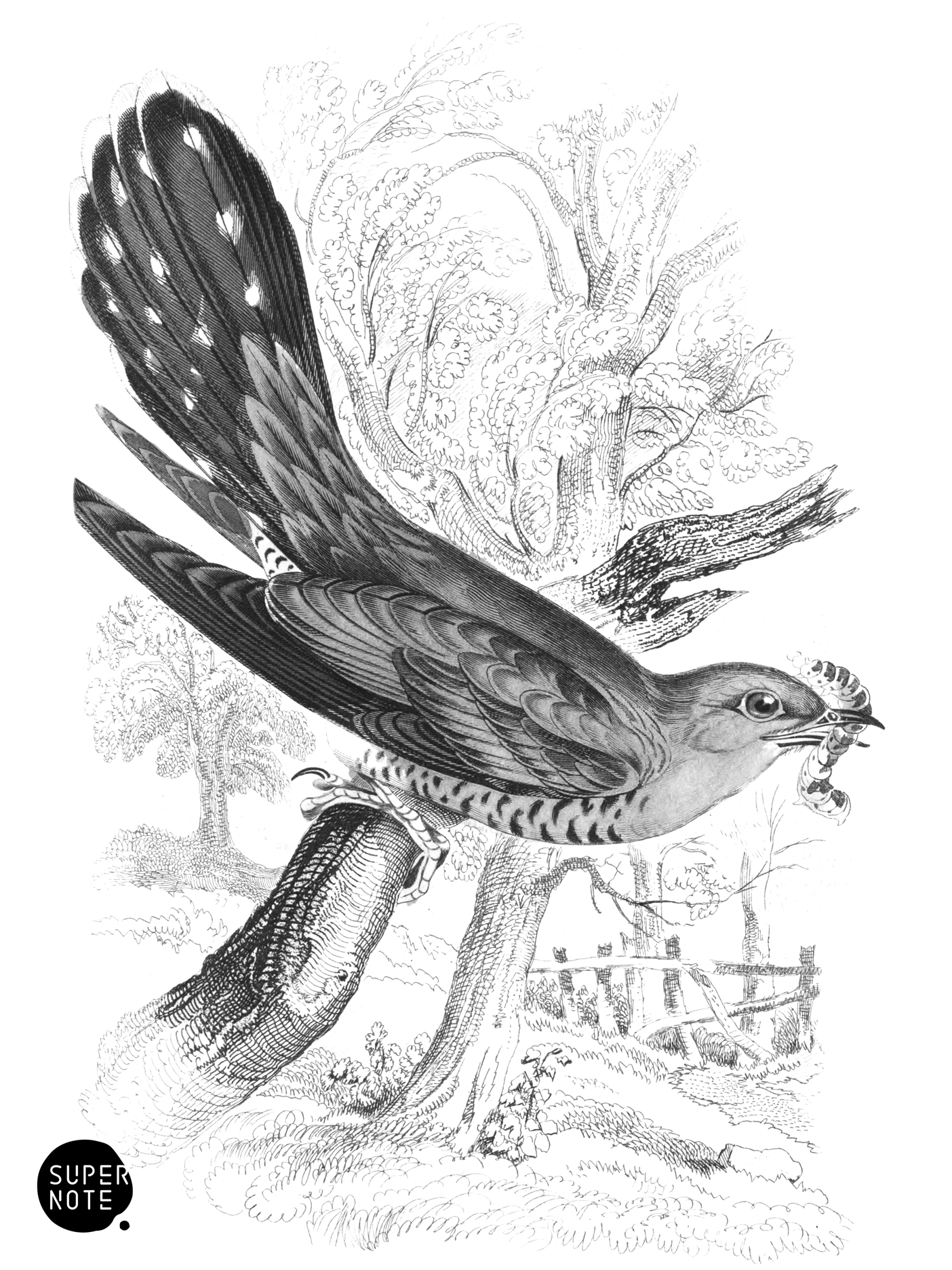 Common Cuckoo (vol-24 plate-24).png