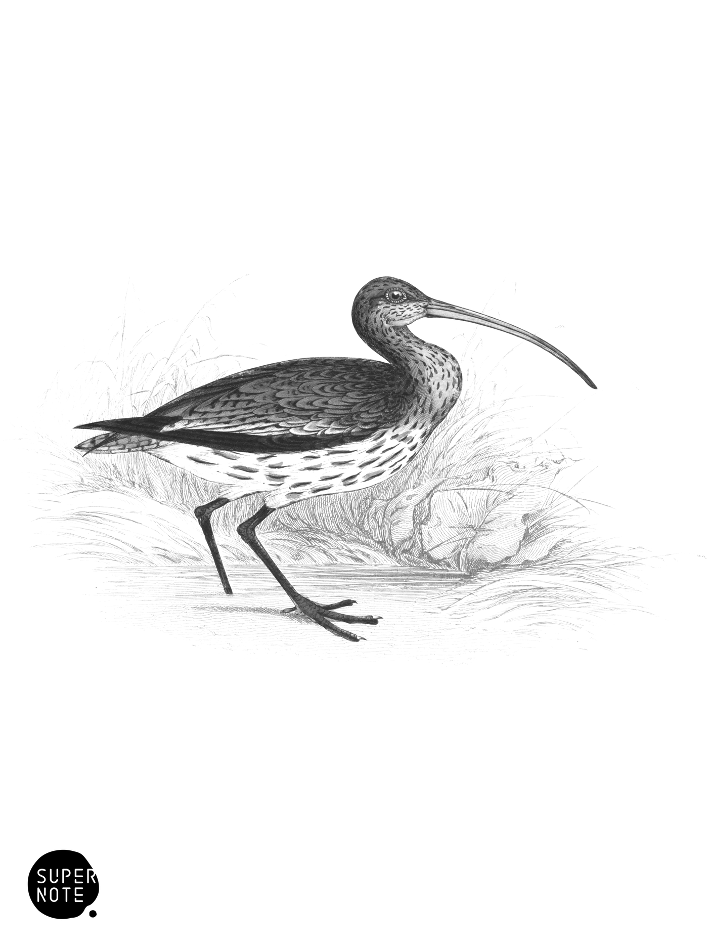Common Curlew (vol-34 plate-22).png