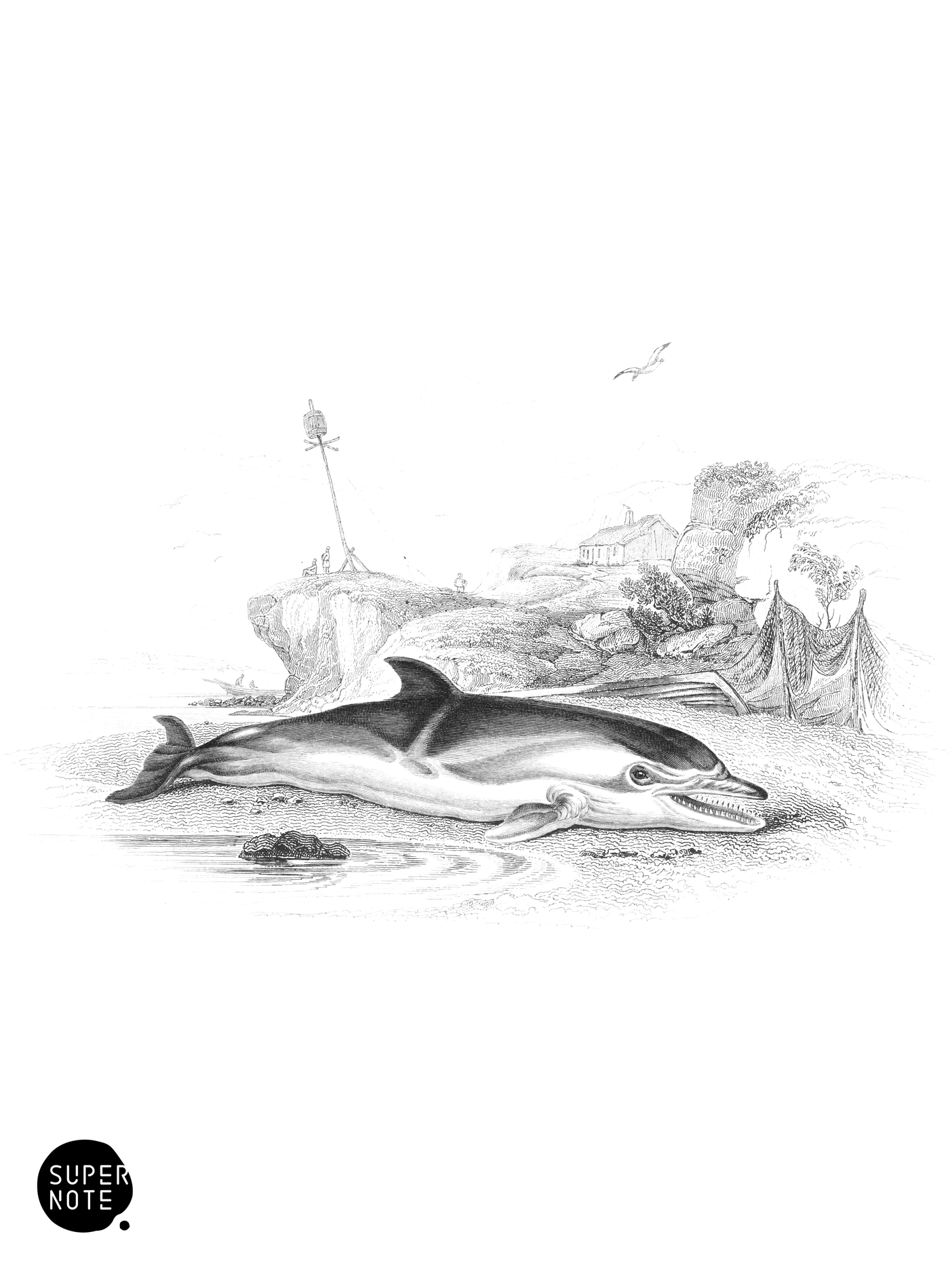 Common Dolphin (vol-16 plate-23).png