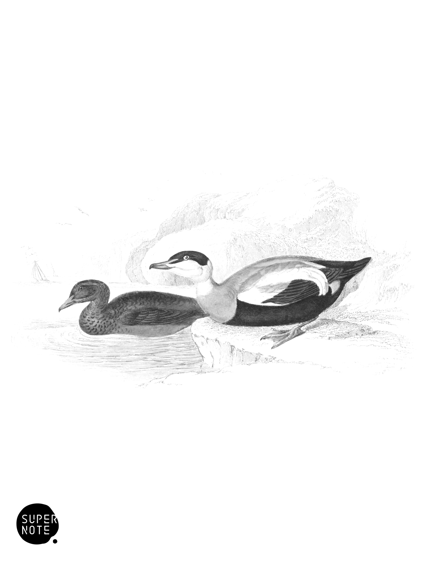Common Eider (vol-40 plate-7).png