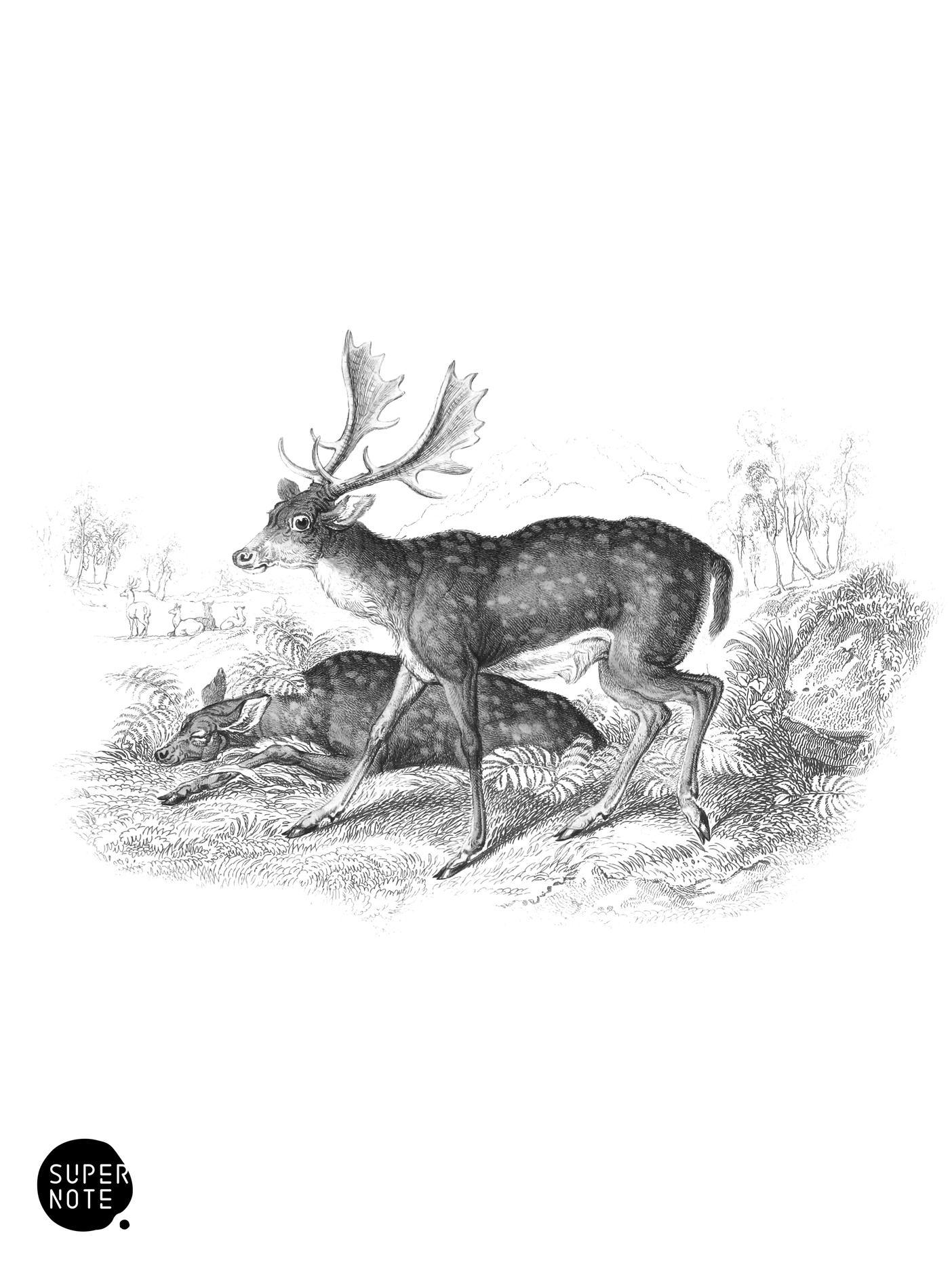 Common Fallow-Deer (vol-11 plate-7).png