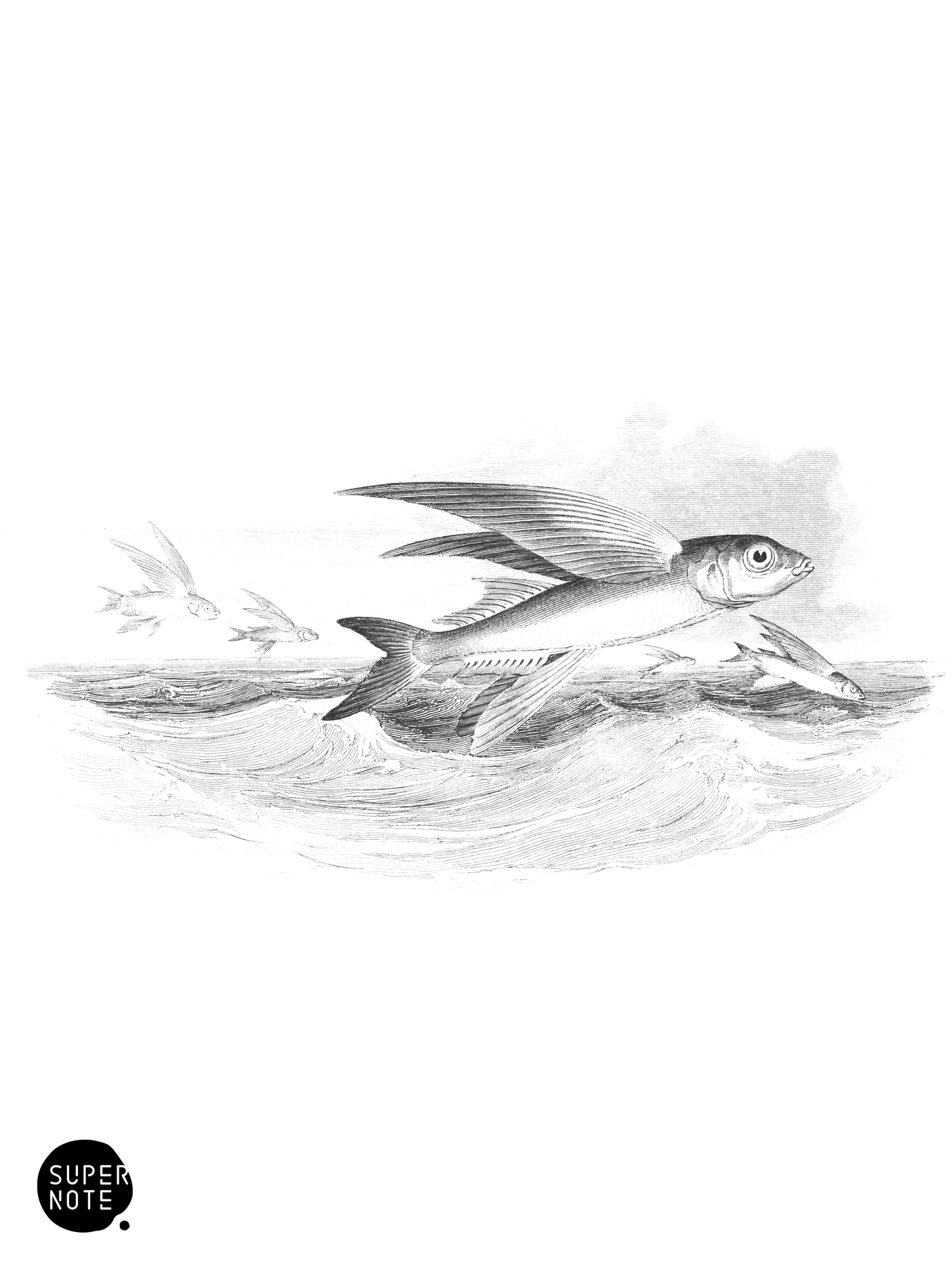 Common Flying-Fish (vol-27 plate-8).png