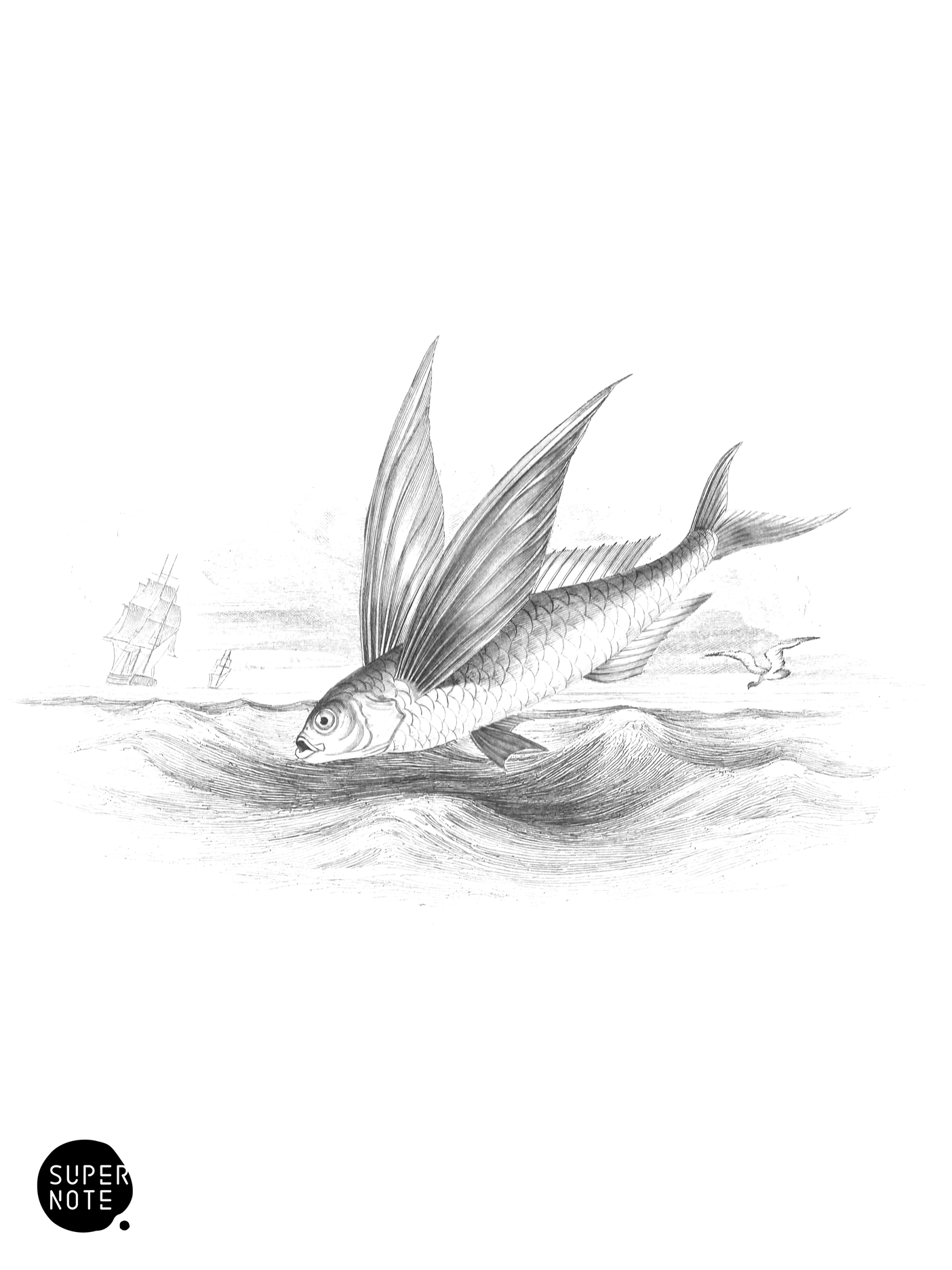 Common Flying-Fish (vol-37 plate-30).png