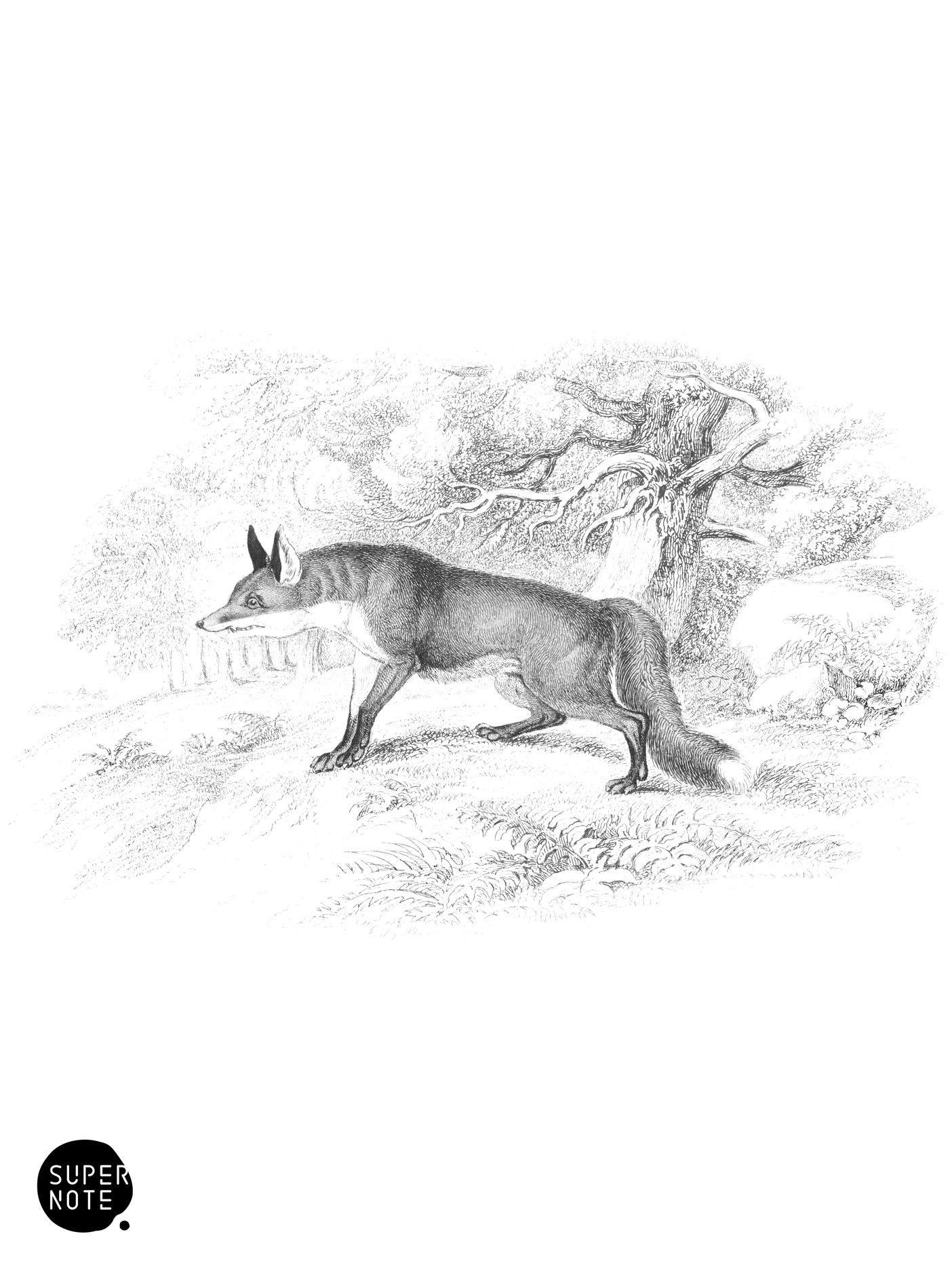 Common Fox (vol-22 plate-16).png