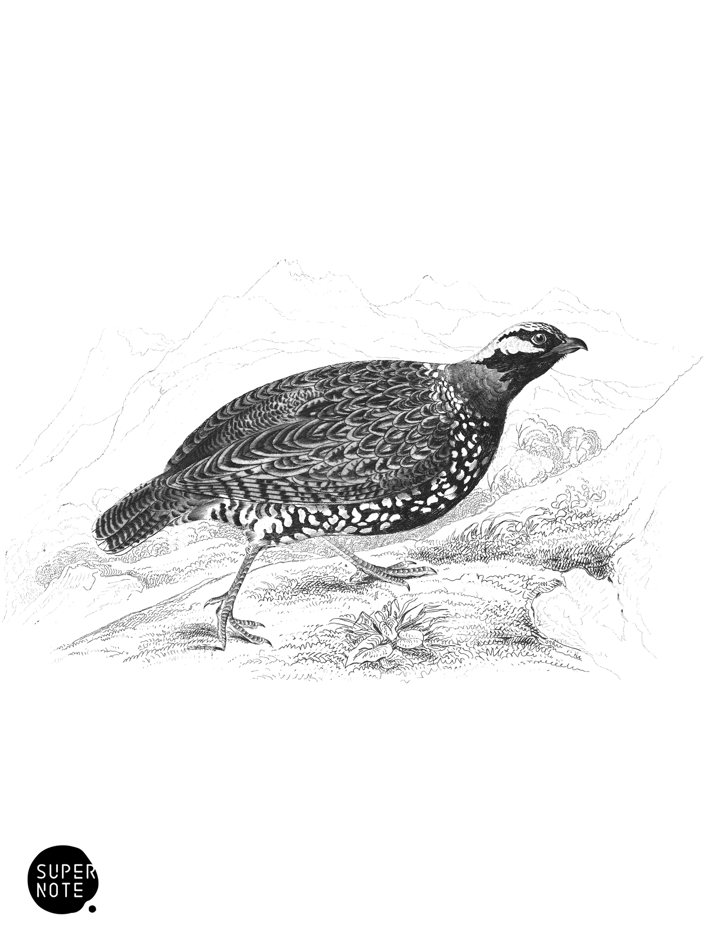 Common Francolin (vol-06 plate-6).png
