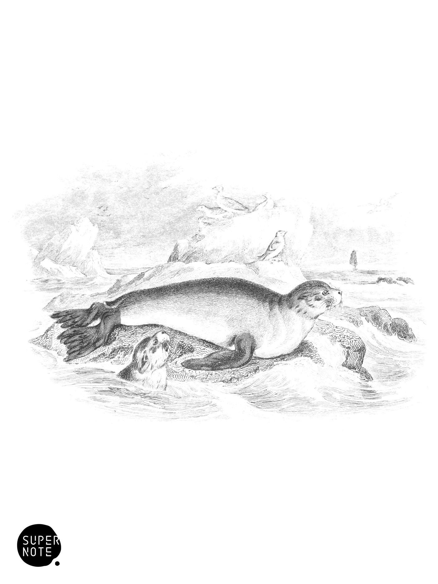 Common Fur-Seal of Commerce (vol-23 plate-25).png