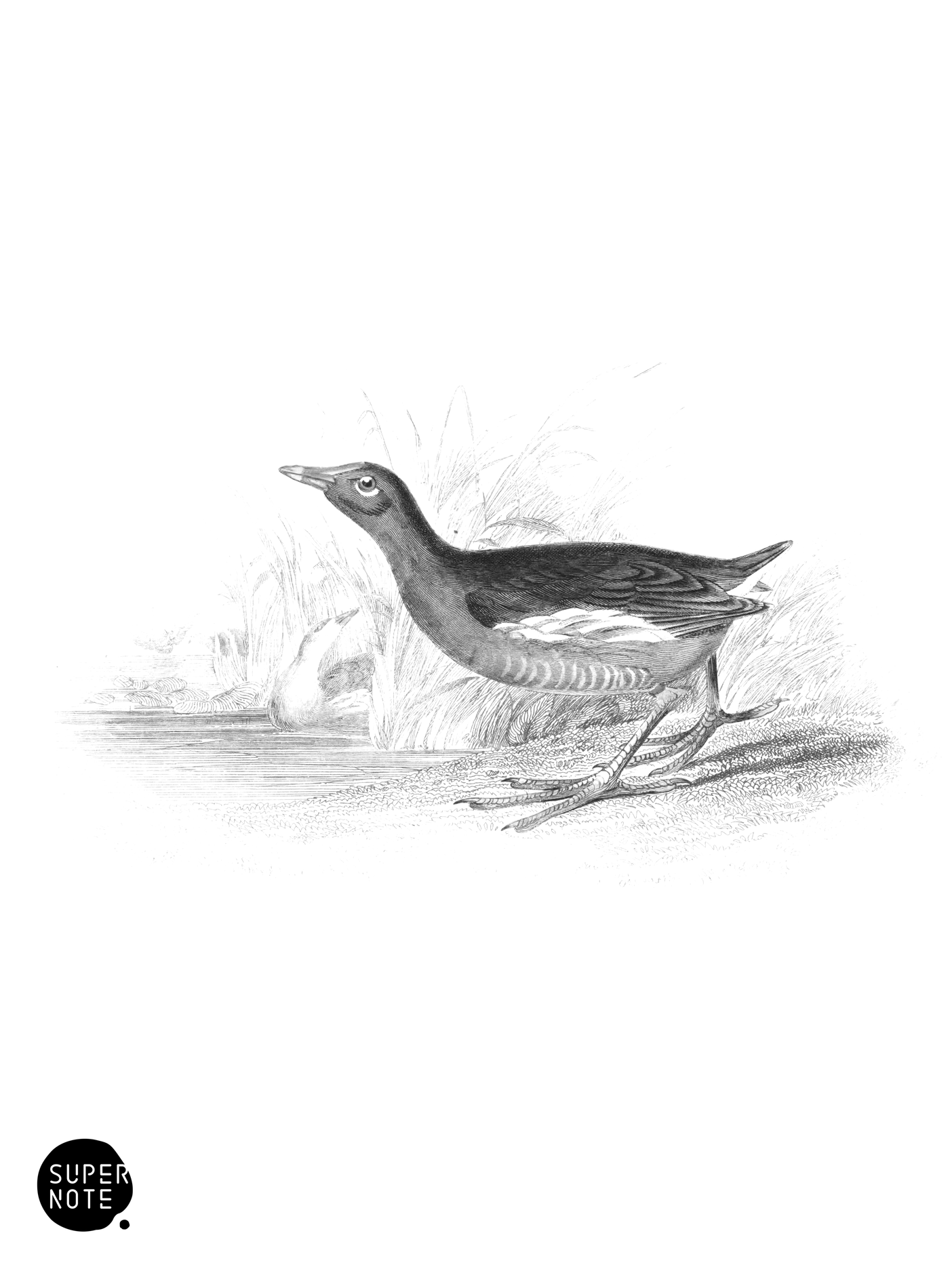 Common Gallinule (vol-34 plate-32).png