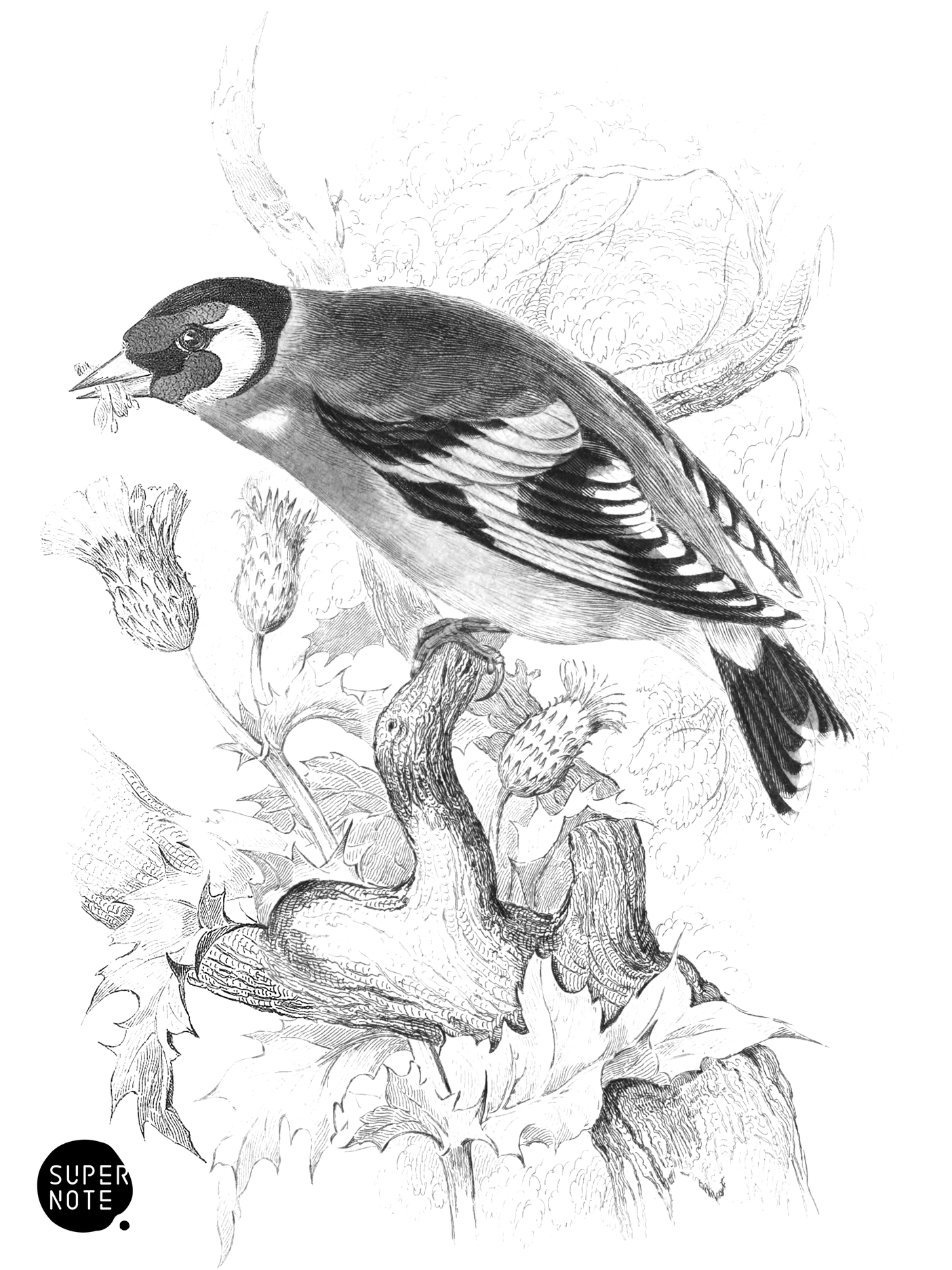 Common Goldfinch (vol-24 plate-16).png