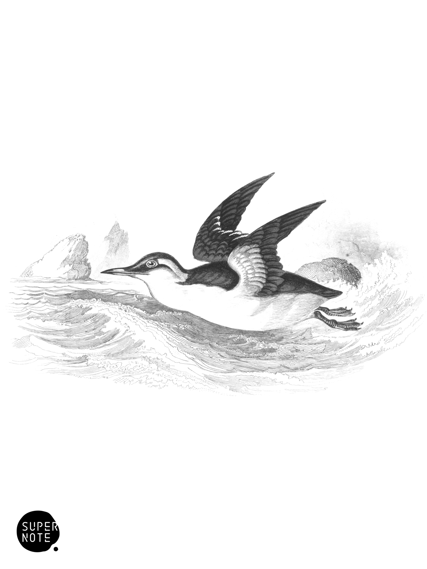 Common Guillemot (vol-40 plate-13).png