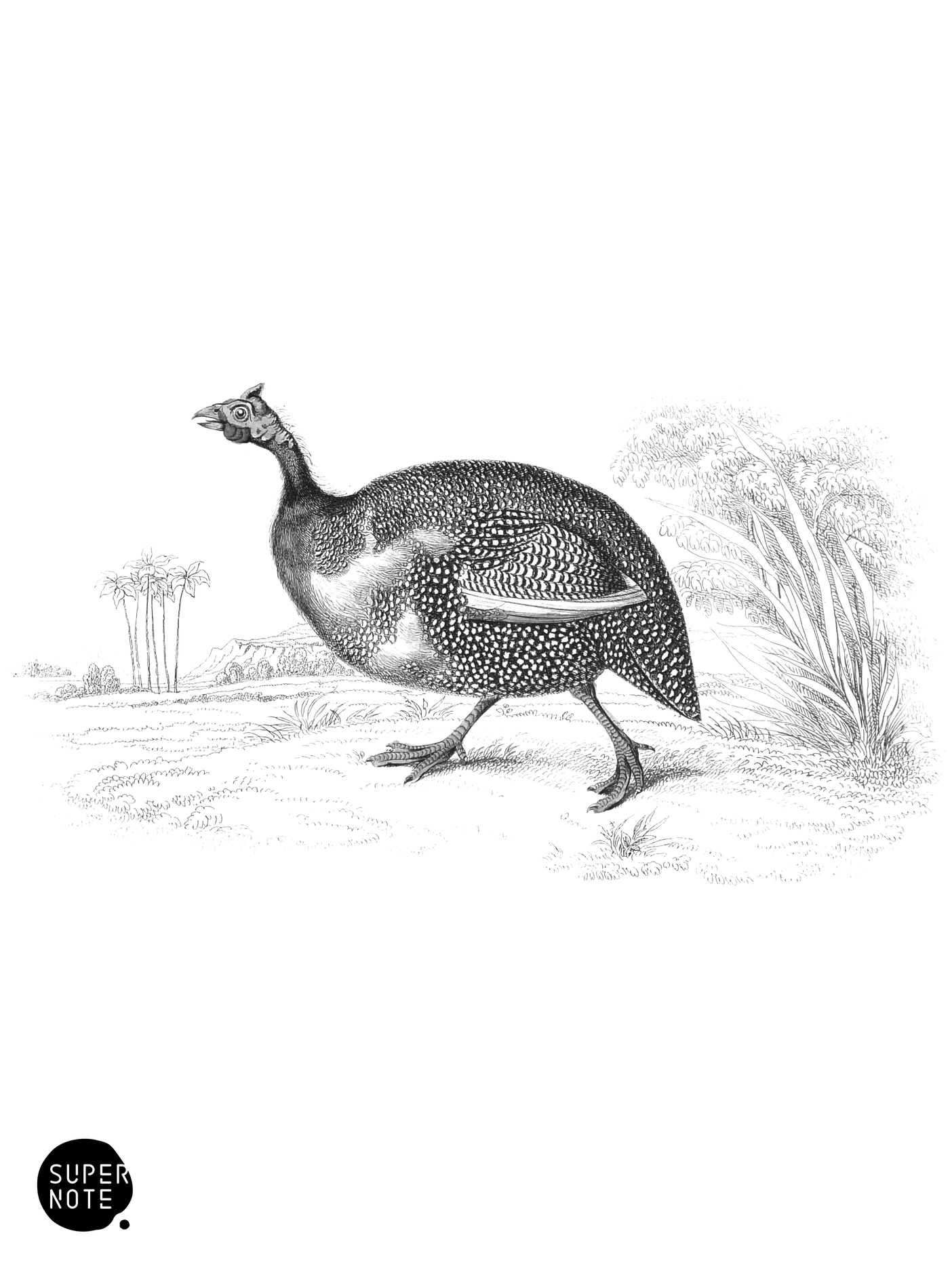 Common Guinea Fowl (vol-05 plate-29).png