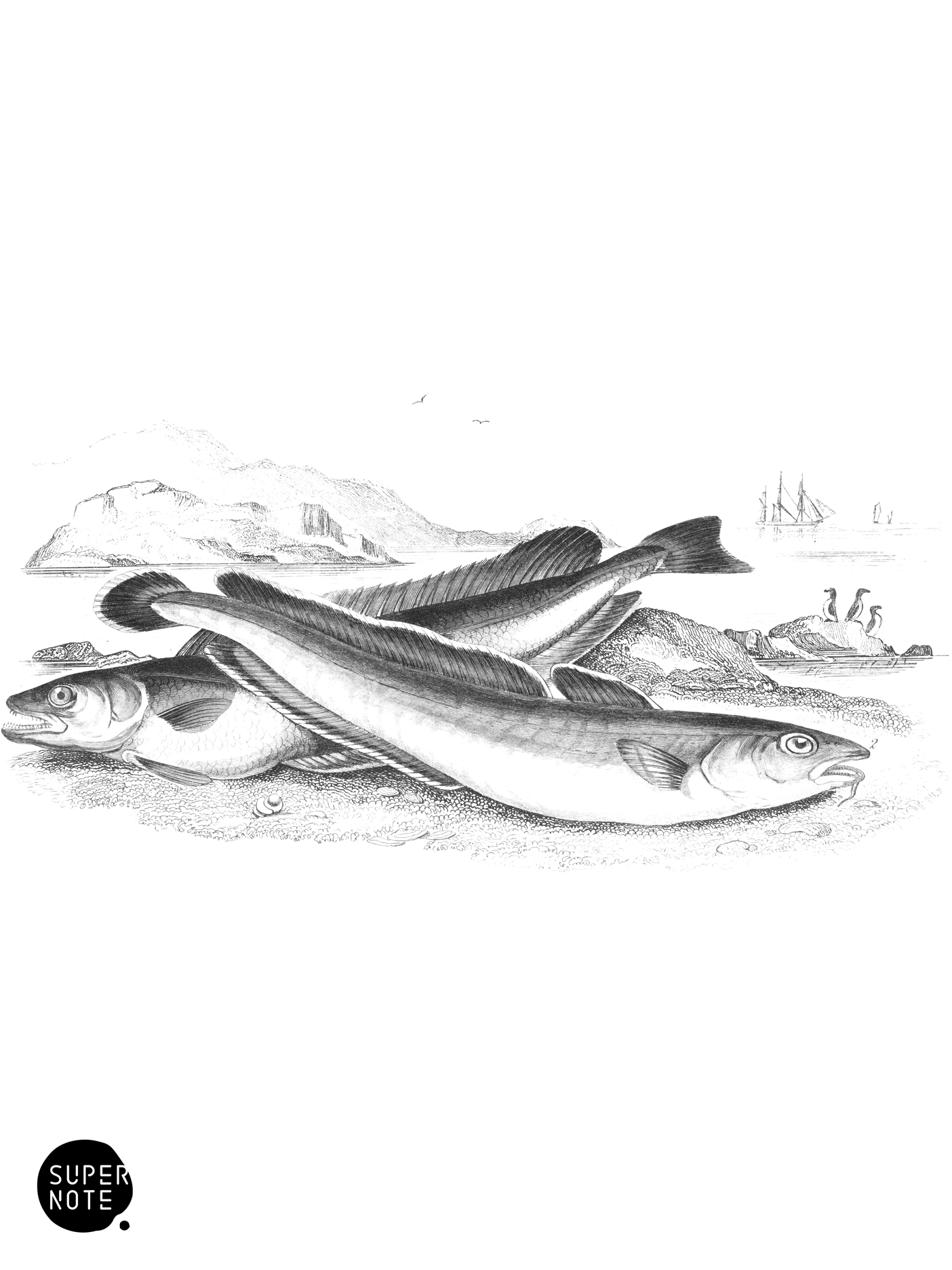 Common Hake & Ling (vol-39 plate-7).png