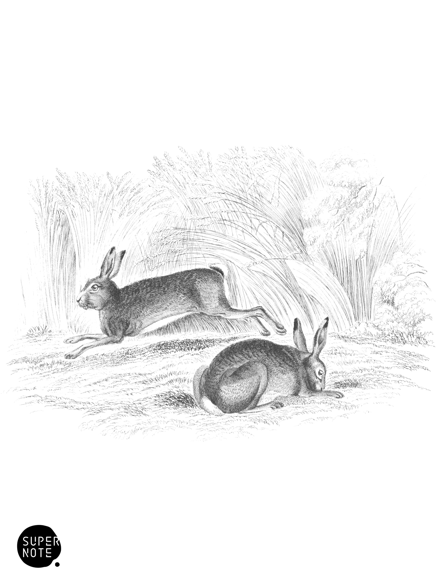 Common Hare (vol-22 plate-30).png