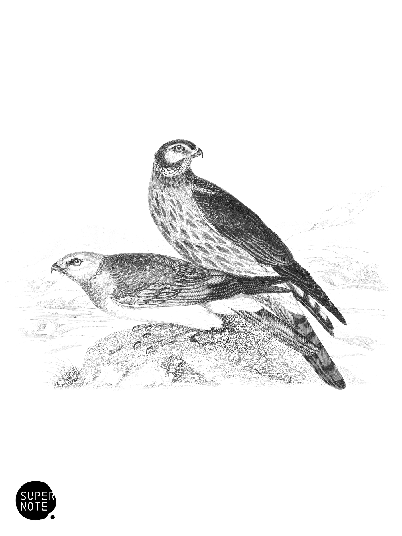 Common Harrier (vol-20 plate-22).png