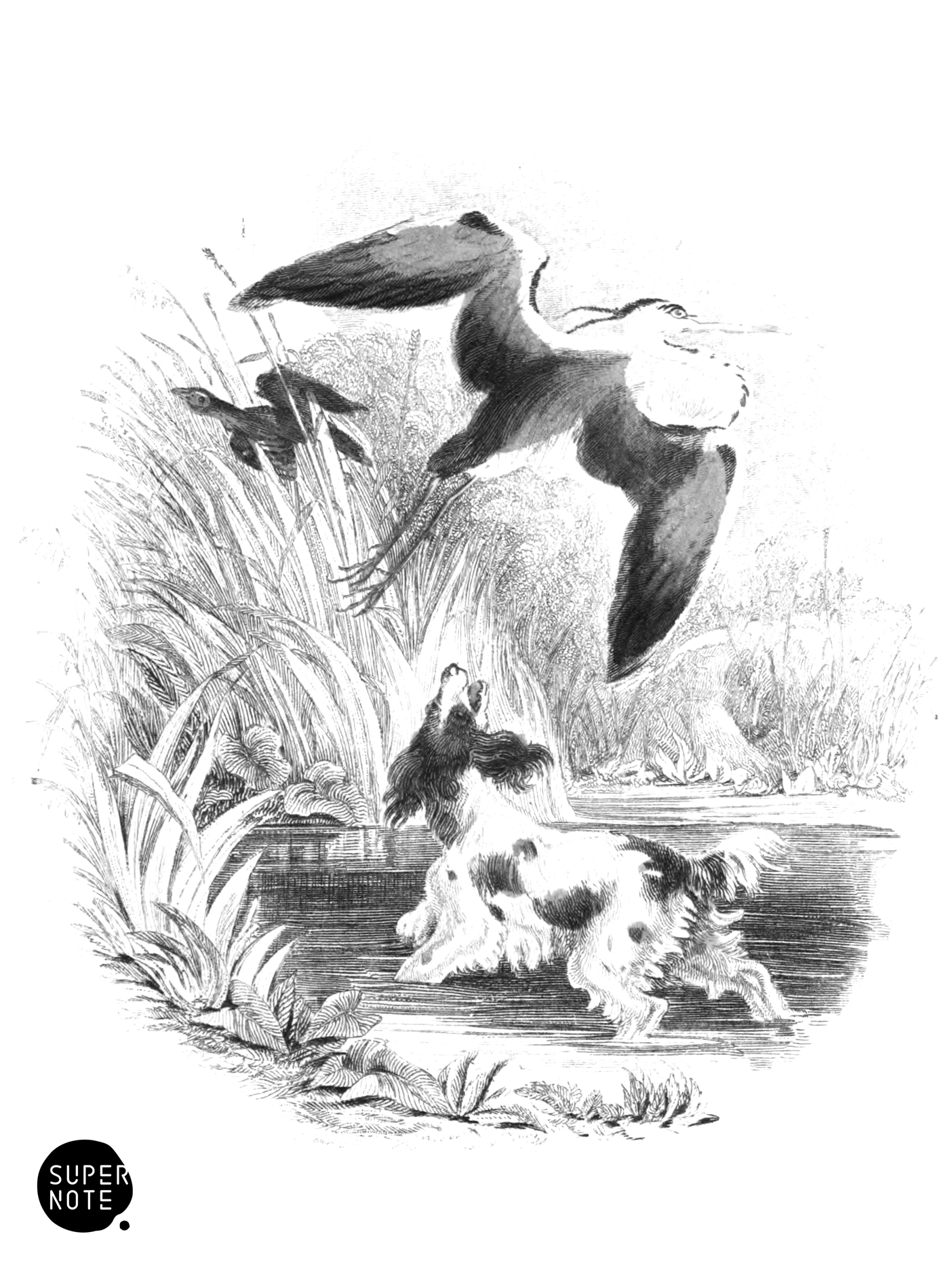 Common Heron (vol-34 vignette).png