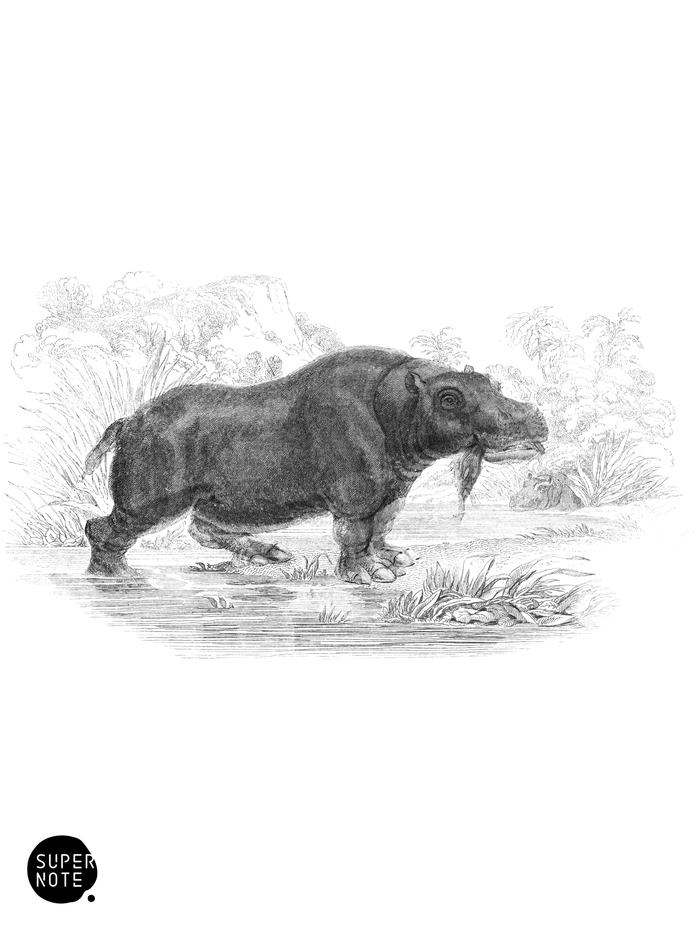 Common Hippopotamus (vol-13 plate-7).png