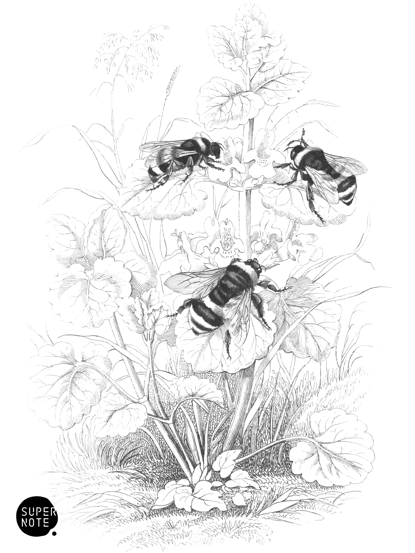 Common Humble-Bee (vol-26 plate-14).png