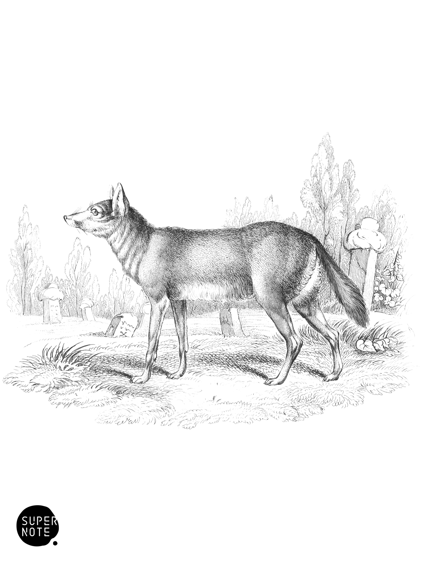 Common Jackal (vol-25 plate-15).png
