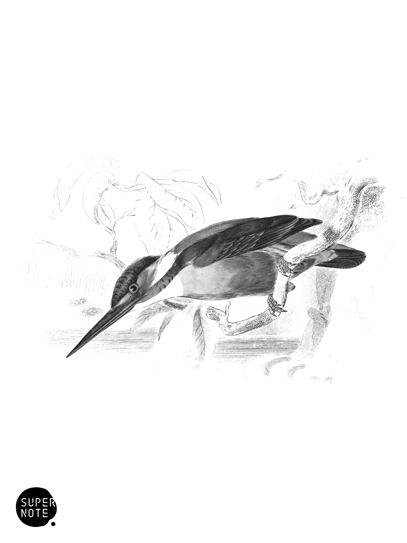 Common King Fisher (vol-24 plate-26).png