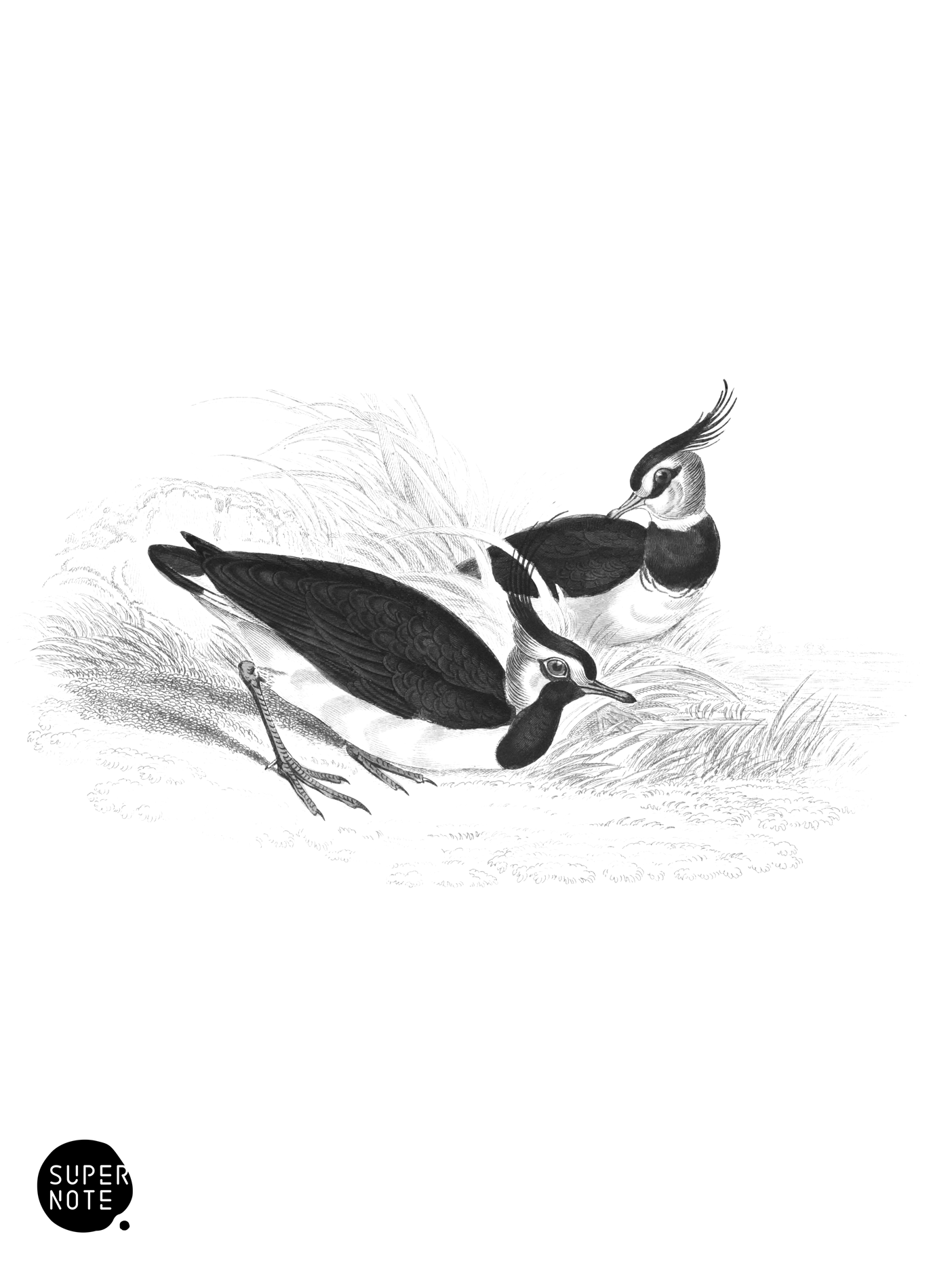 Common Lapwing (vol-34 plate-25).png