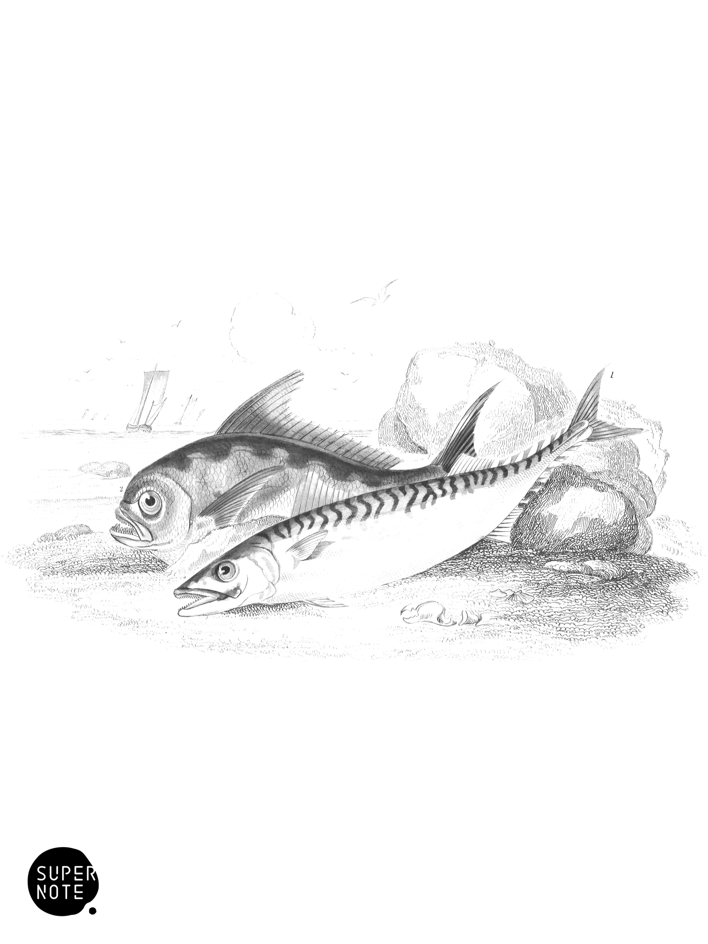 Common Mackerel & Ray’s Bream (vol-37 plate-11).png