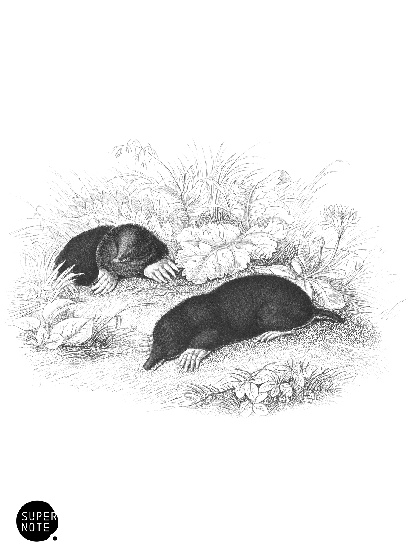 Common Mole (vol-22 plate-8).png