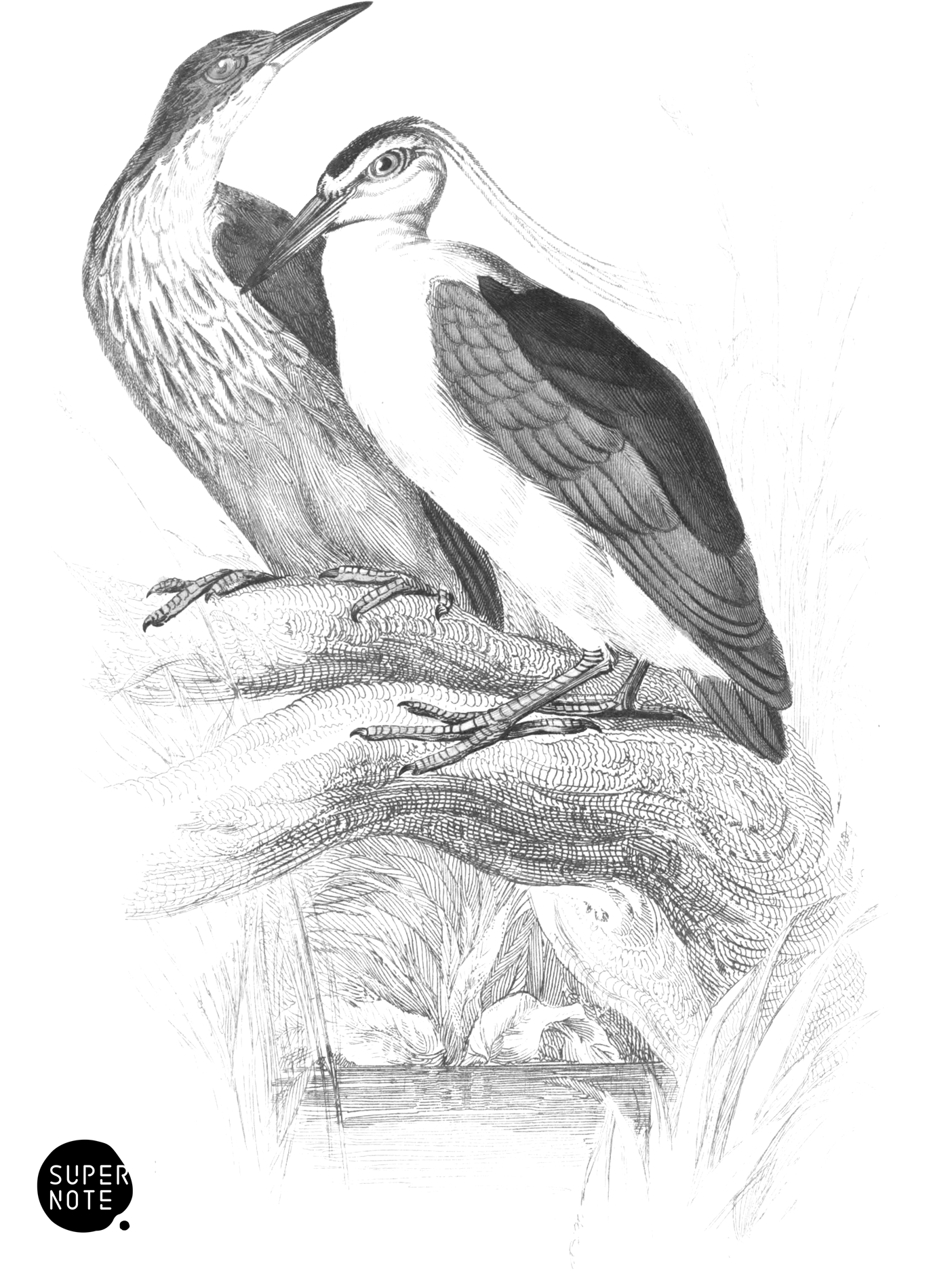 Common Night-Heron (vol-34 plate-6).png