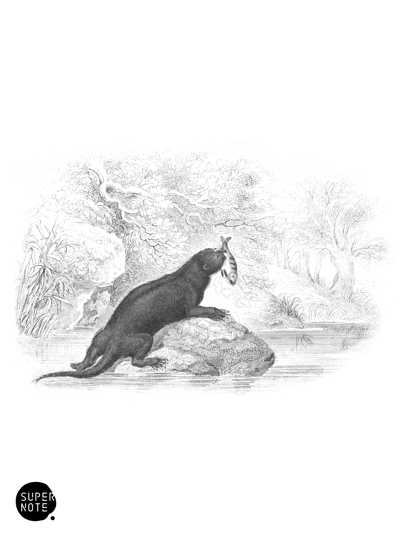 Common Otter (vol-22 plate-15).png