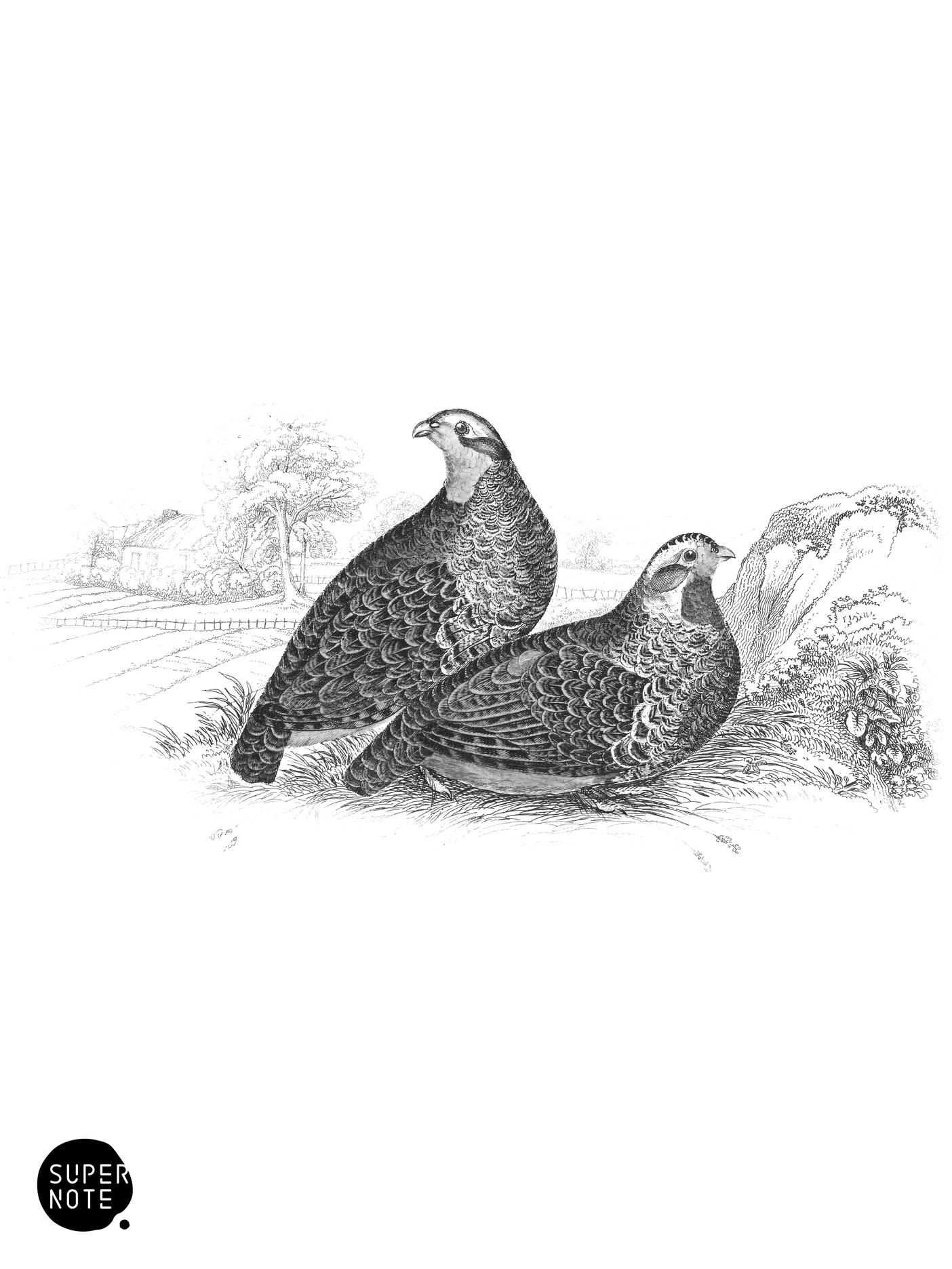 Common Partridges (vol-06 plate-1).png