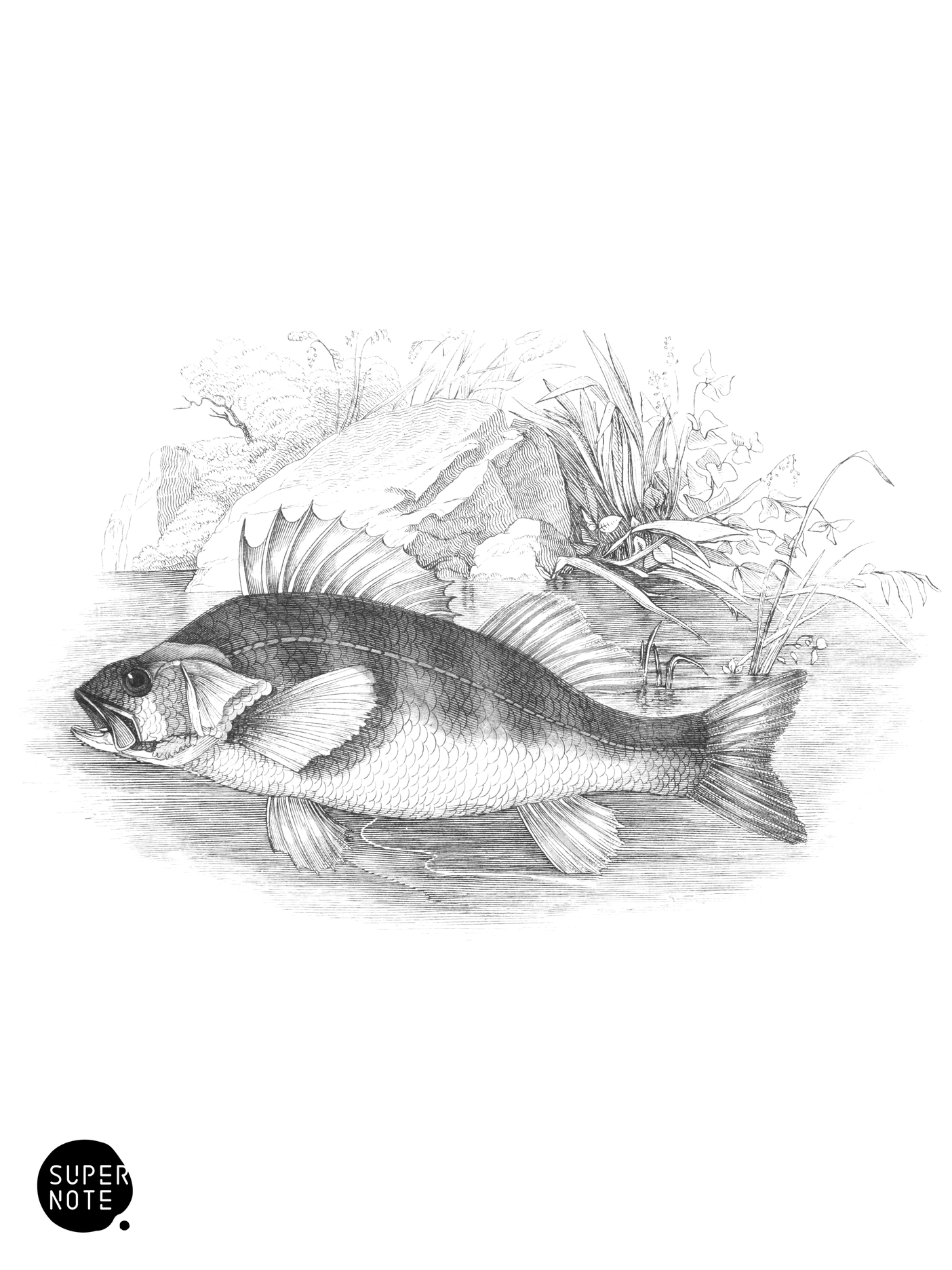 Common Perch (vol-07 plate-35).png