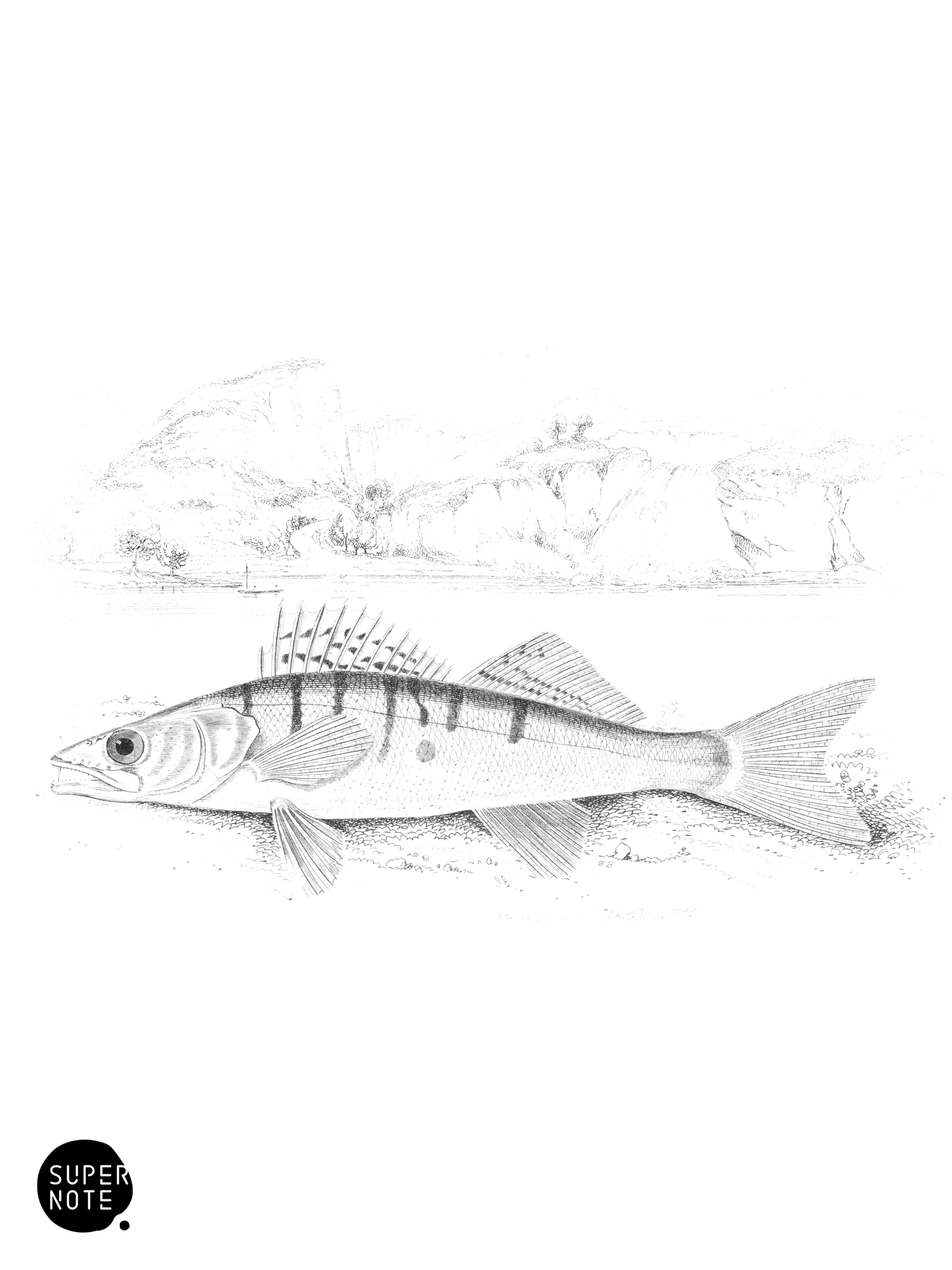Common Pike-Perch (vol-07 plate-5).png