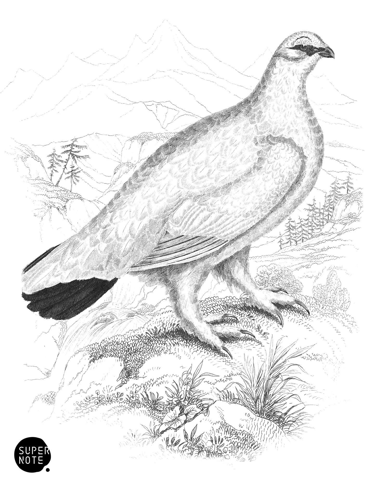 Common Ptarmigan (Plumage of Winter) (vol-06 plate-19).png