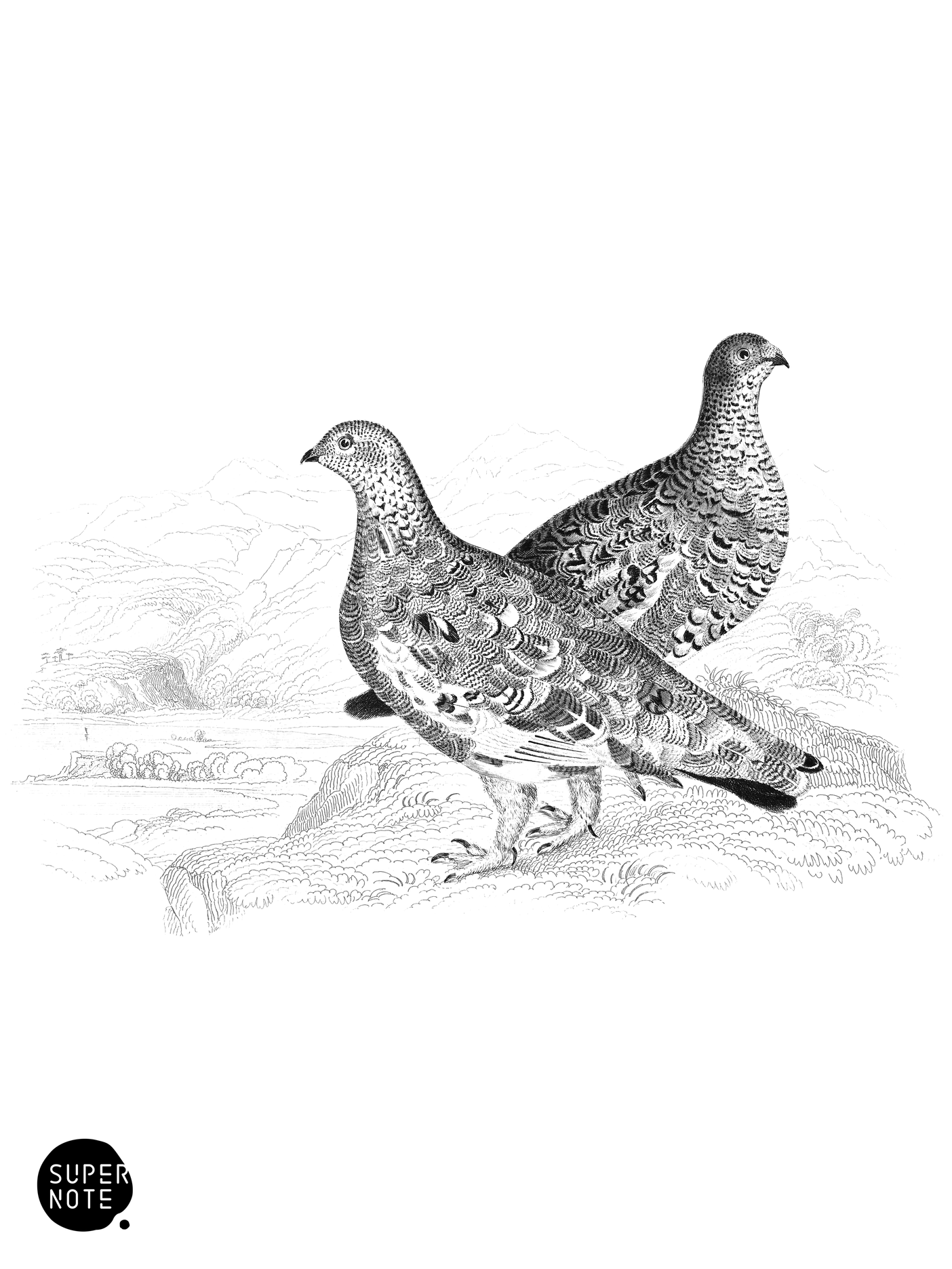Common Ptarmigans (Young) (vol-06 plate-20).png