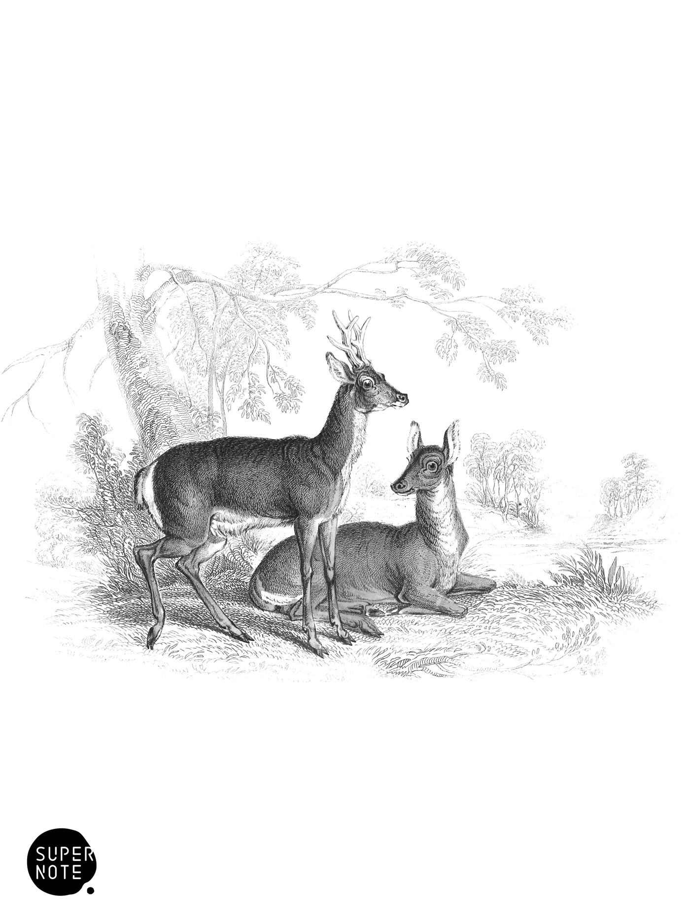 Common Roebuck (vol-11 plate-15).png