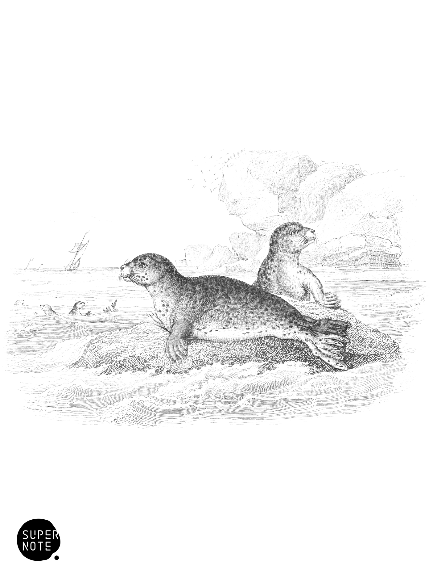 Common Seal (vol-22 plate-18).png