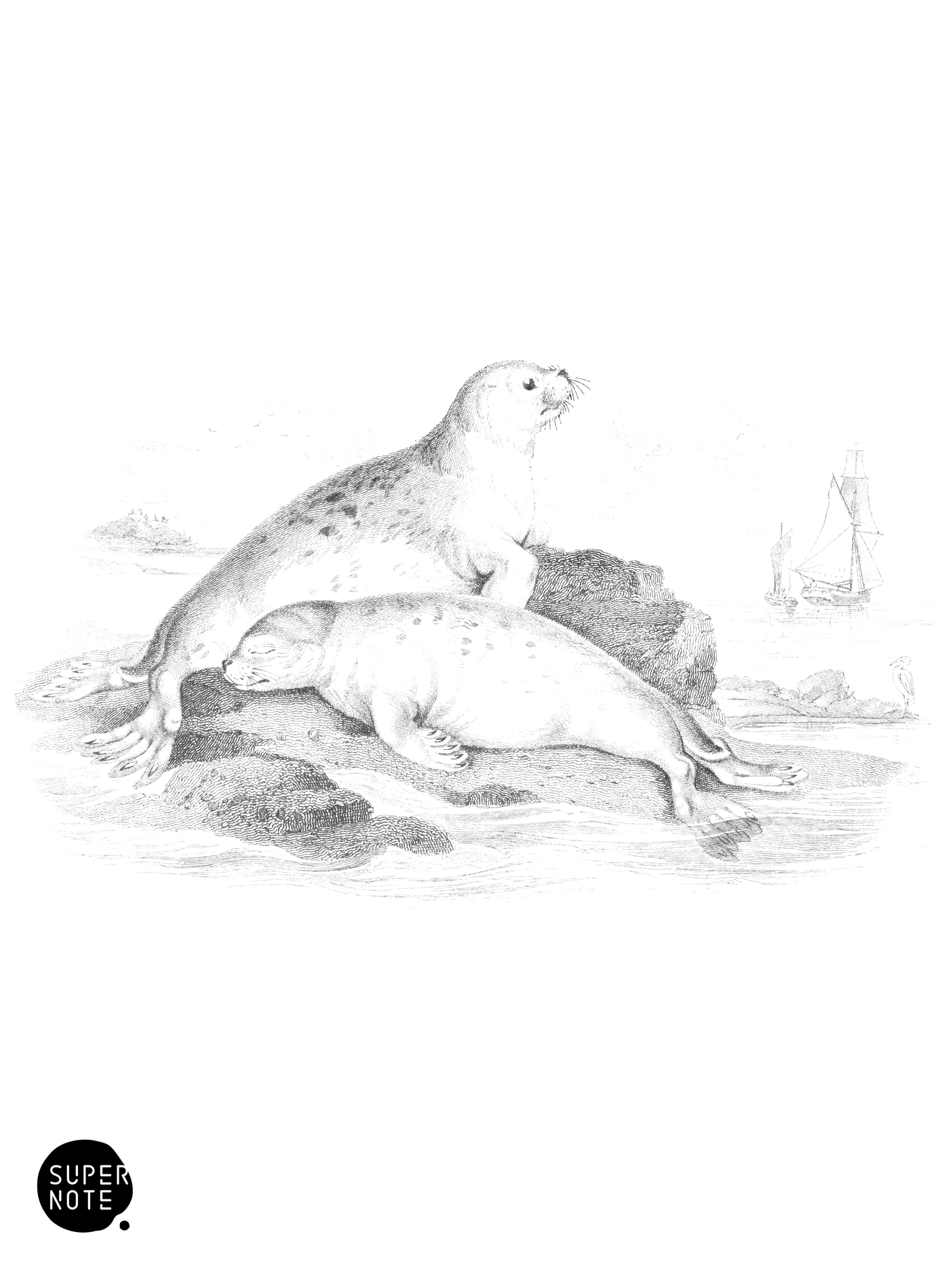 Common Seal of the French Coast (vol-23 plate-3).png