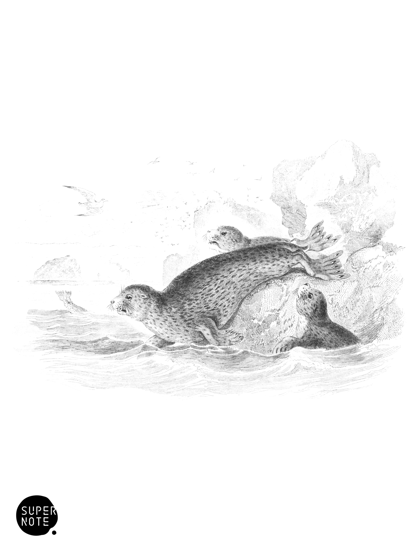 Common Seal of the Scotch Coasts (vol-23 plate-2).png