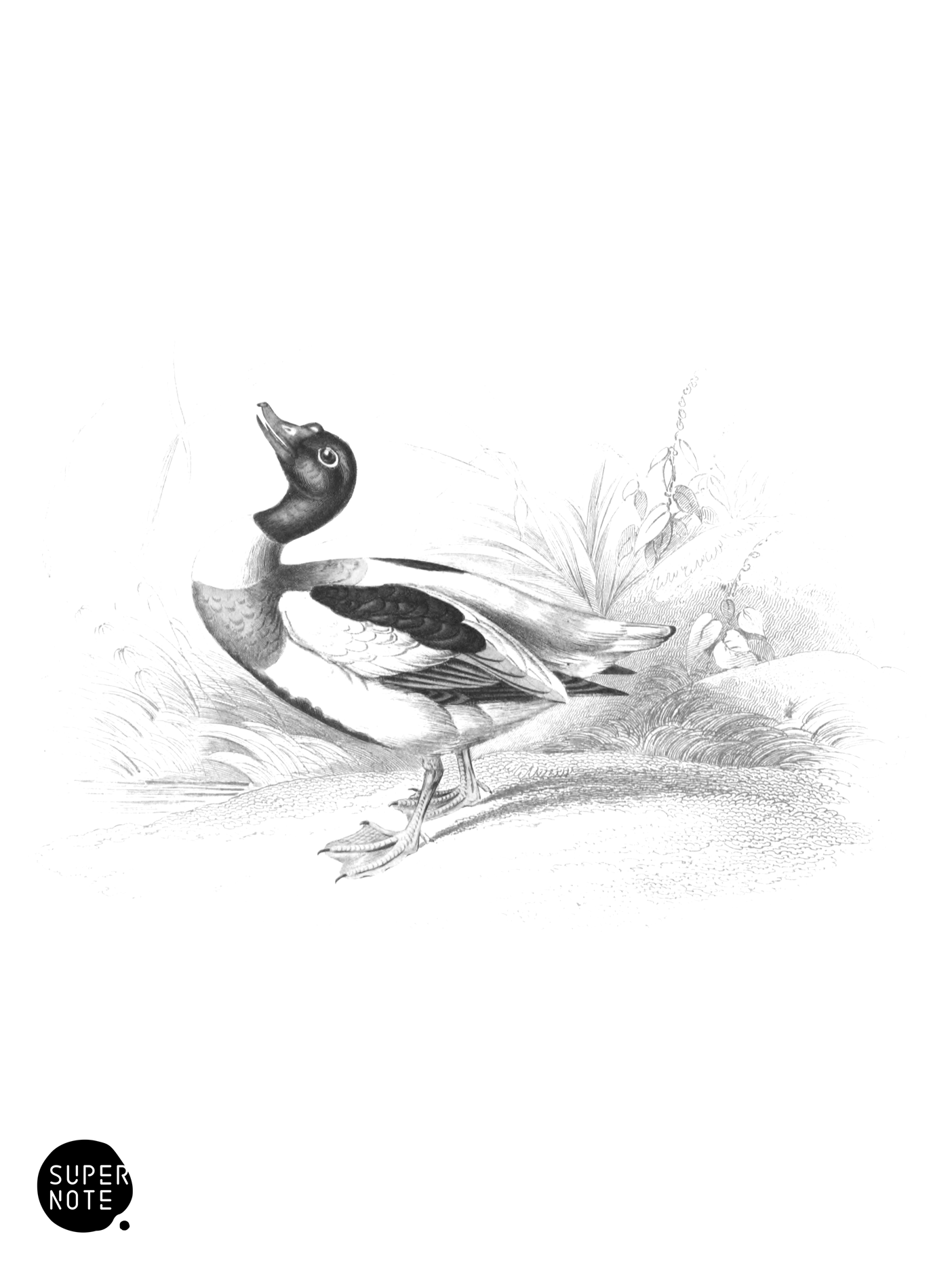 Common Sheildrake (vol-40 plate-2).png