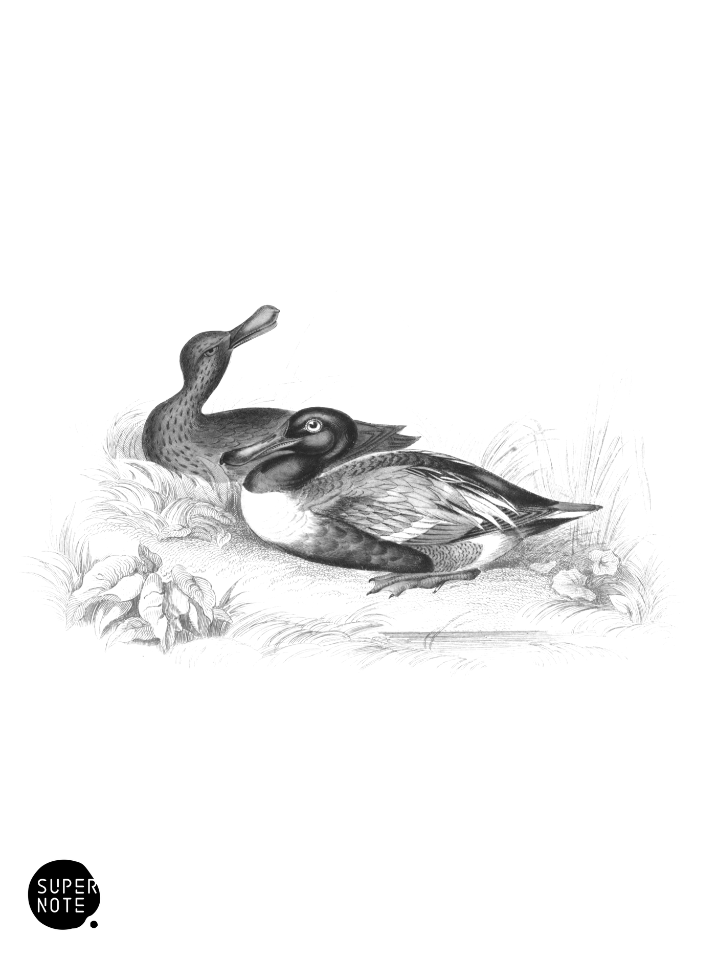 Common Shoveller (vol-40 plate-4).png