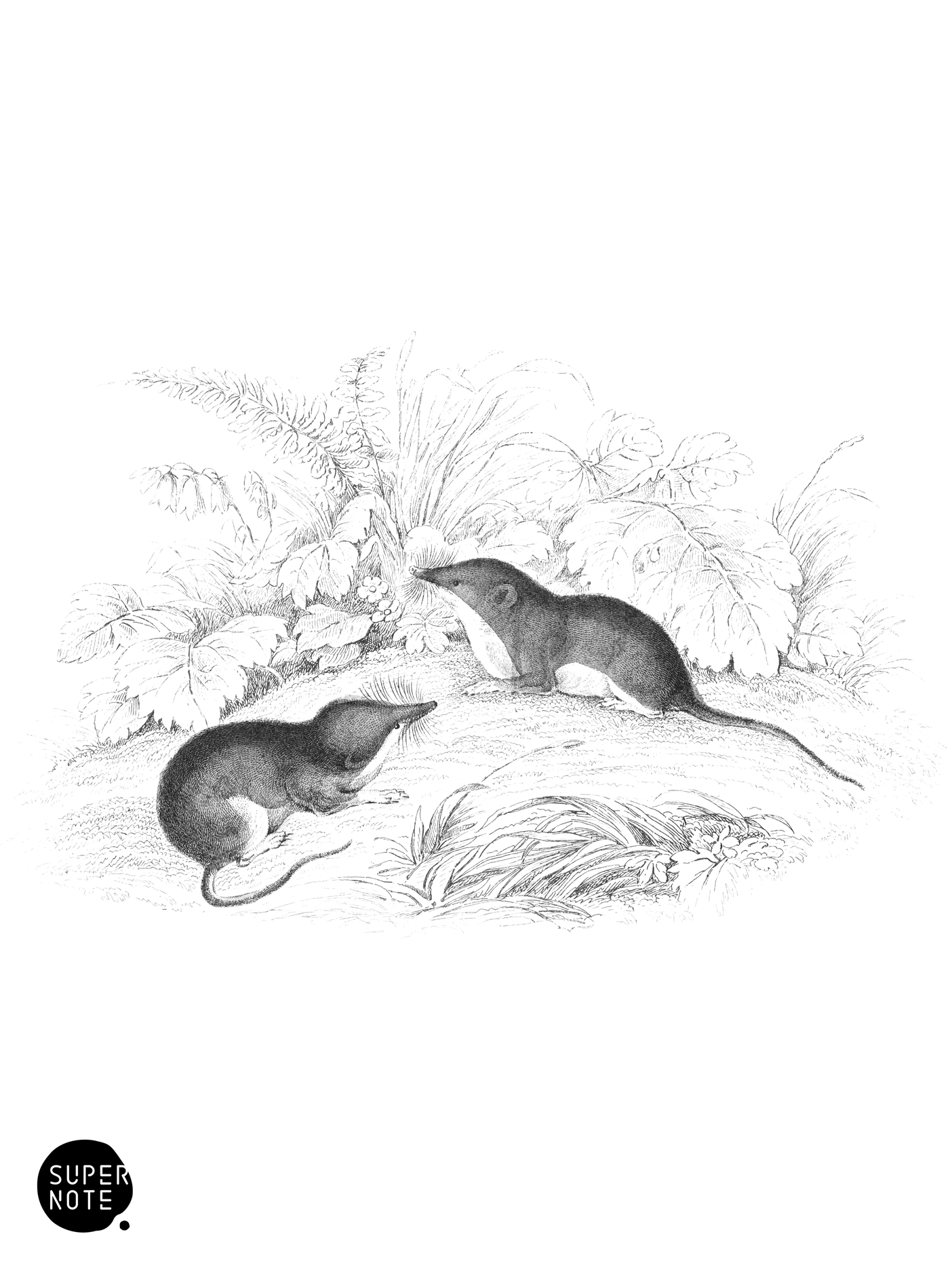 Common Shrew (vol-22 plate-6).png